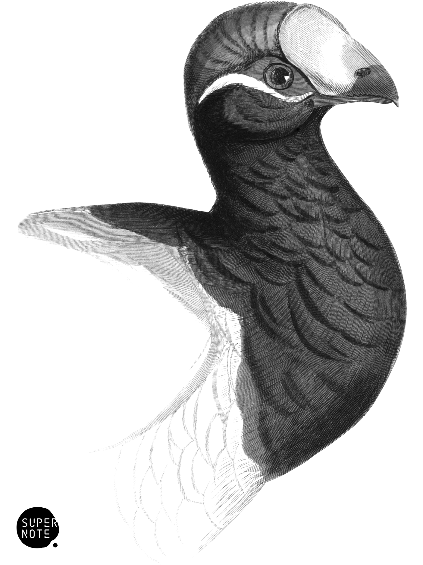 Violet Plantain-Eater (vol-17 plate-19).png