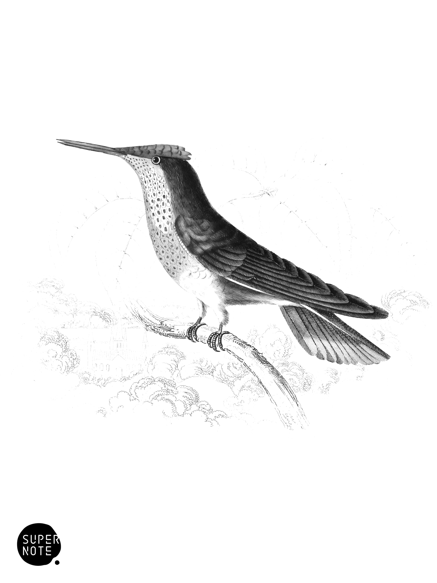 Violet-Crowned Humming-Bird (vol-01 plate-12).png