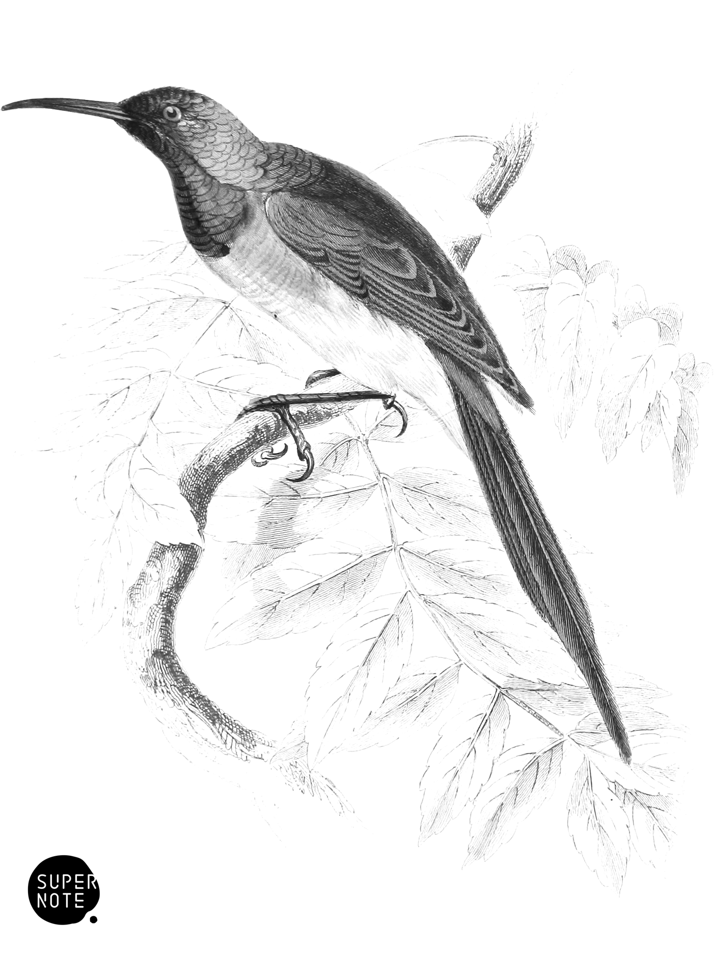 Violet-Headed Sun-Bird (vol-36 plate-16).png