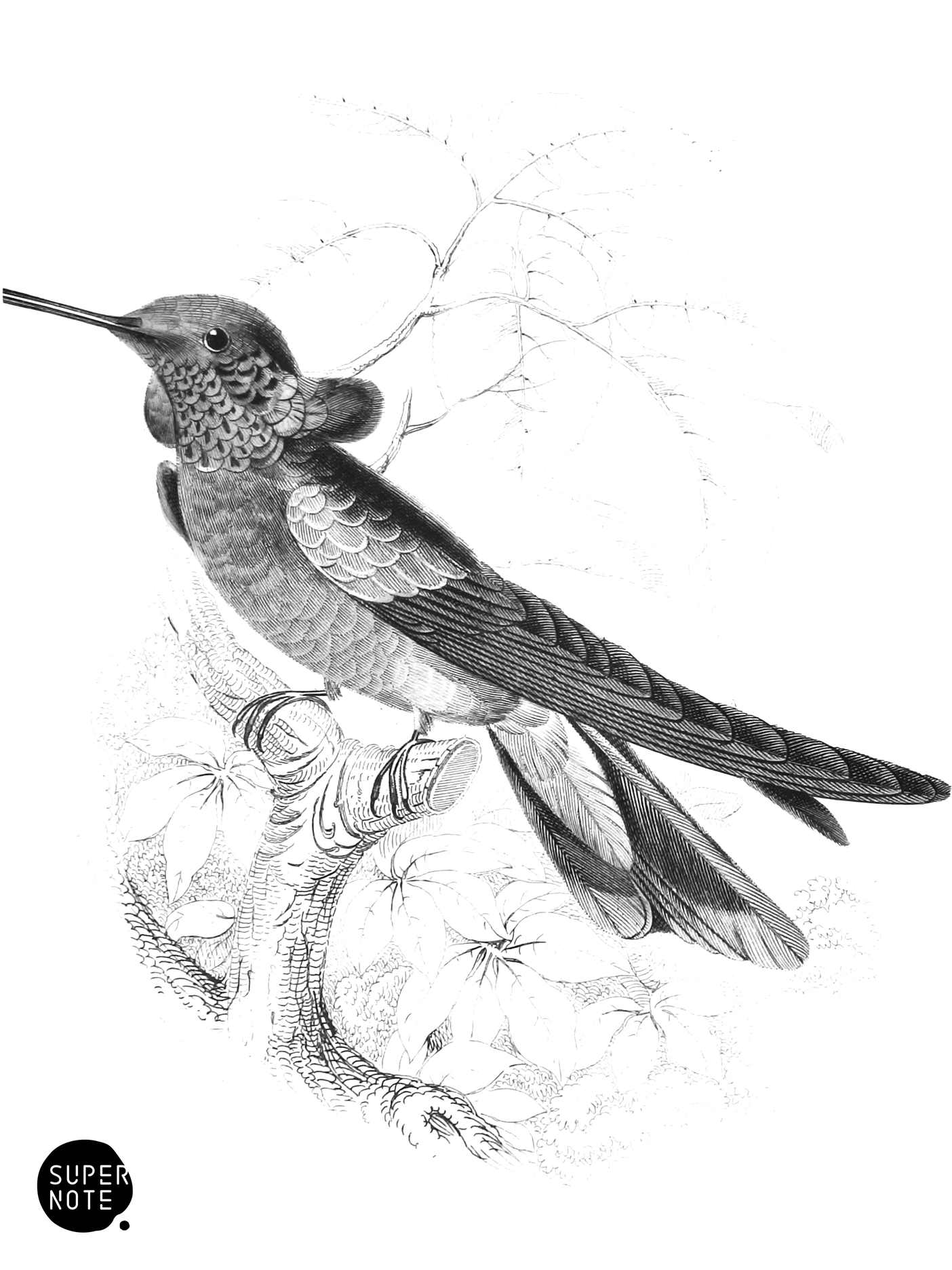 Violet-Tufted Humming-Bird (vol-01 plate-13).png