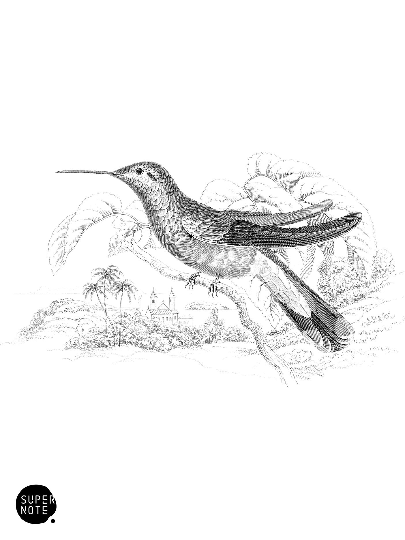Violet-Tufted Humming-Bird (vol-03 plate-15).png