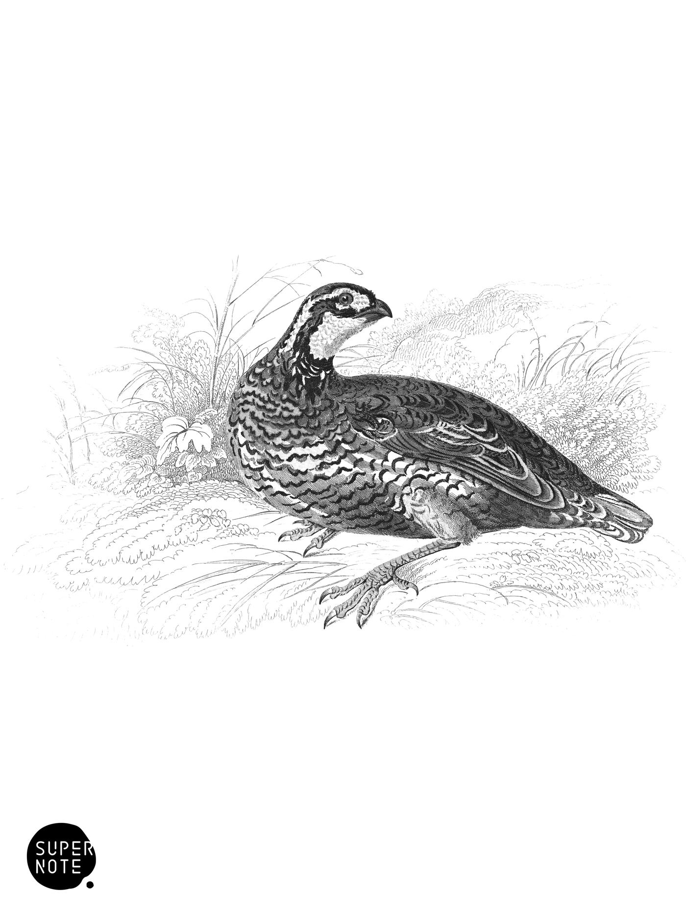 Virginian Quail or Partridge (vol-06 plate-10).png