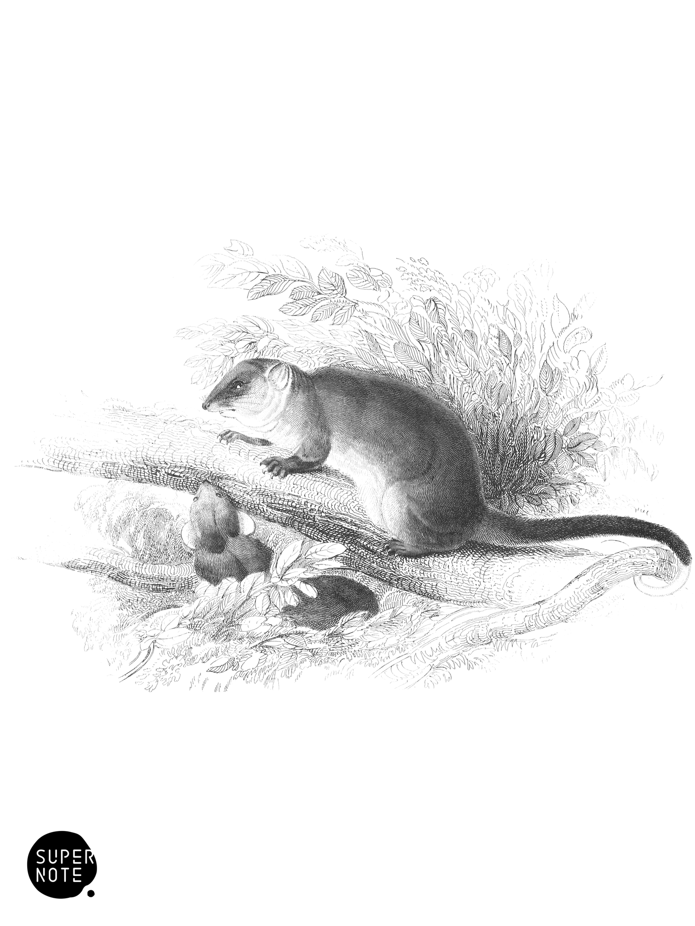 Viverrine Phalanger (vol-30 plate-24).png