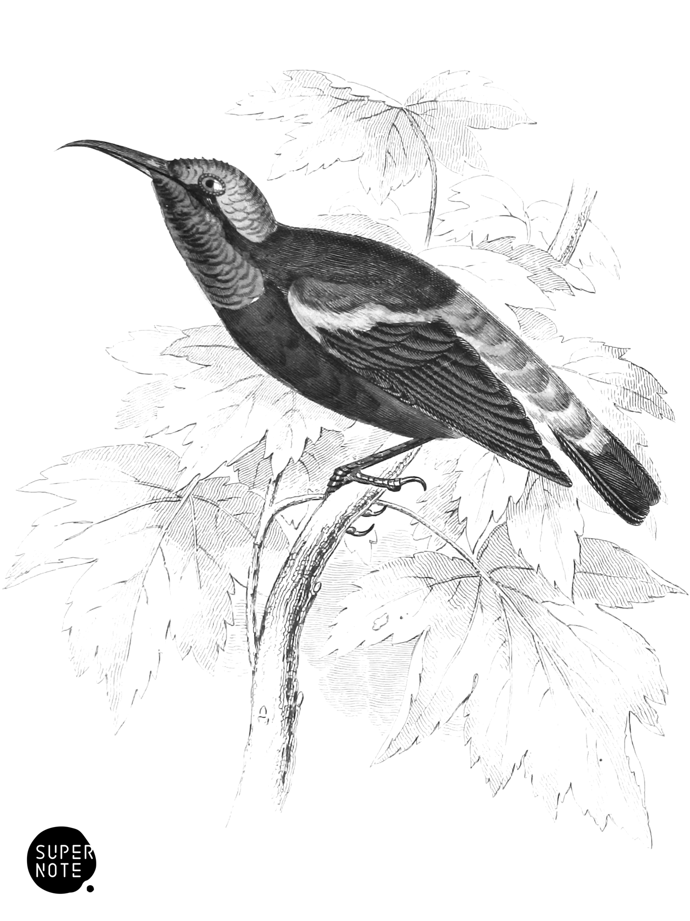 Von Hasselt’s Sun-Bird (vol-36 plate-22).png