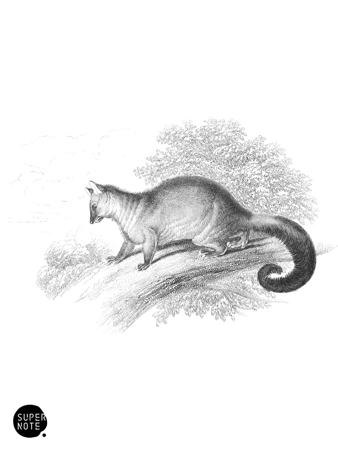 Vulpine Phalanger (vol-30 plate-23).png