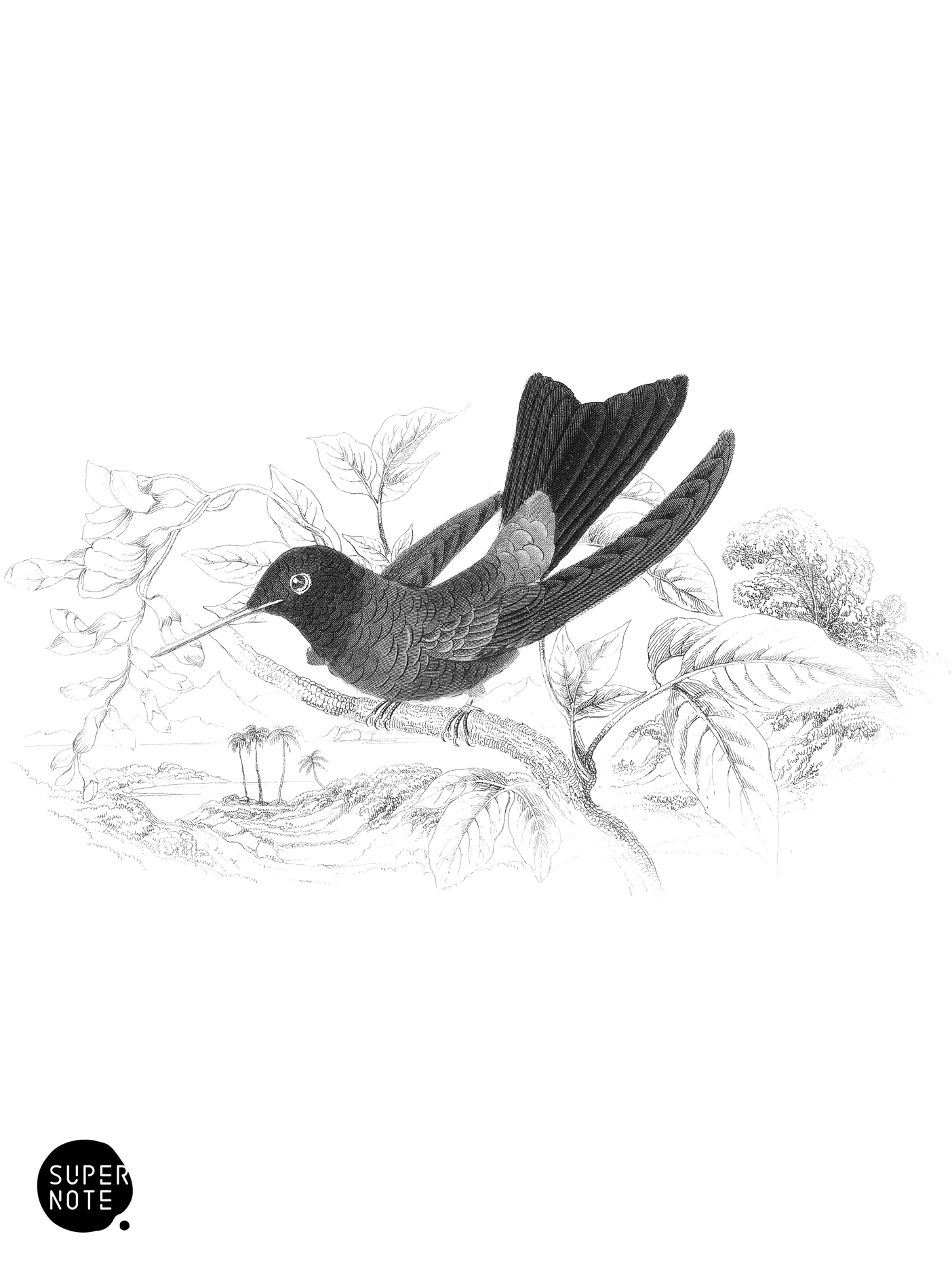 Wagler’s Humming-Bird (vol-03 plate-16).png