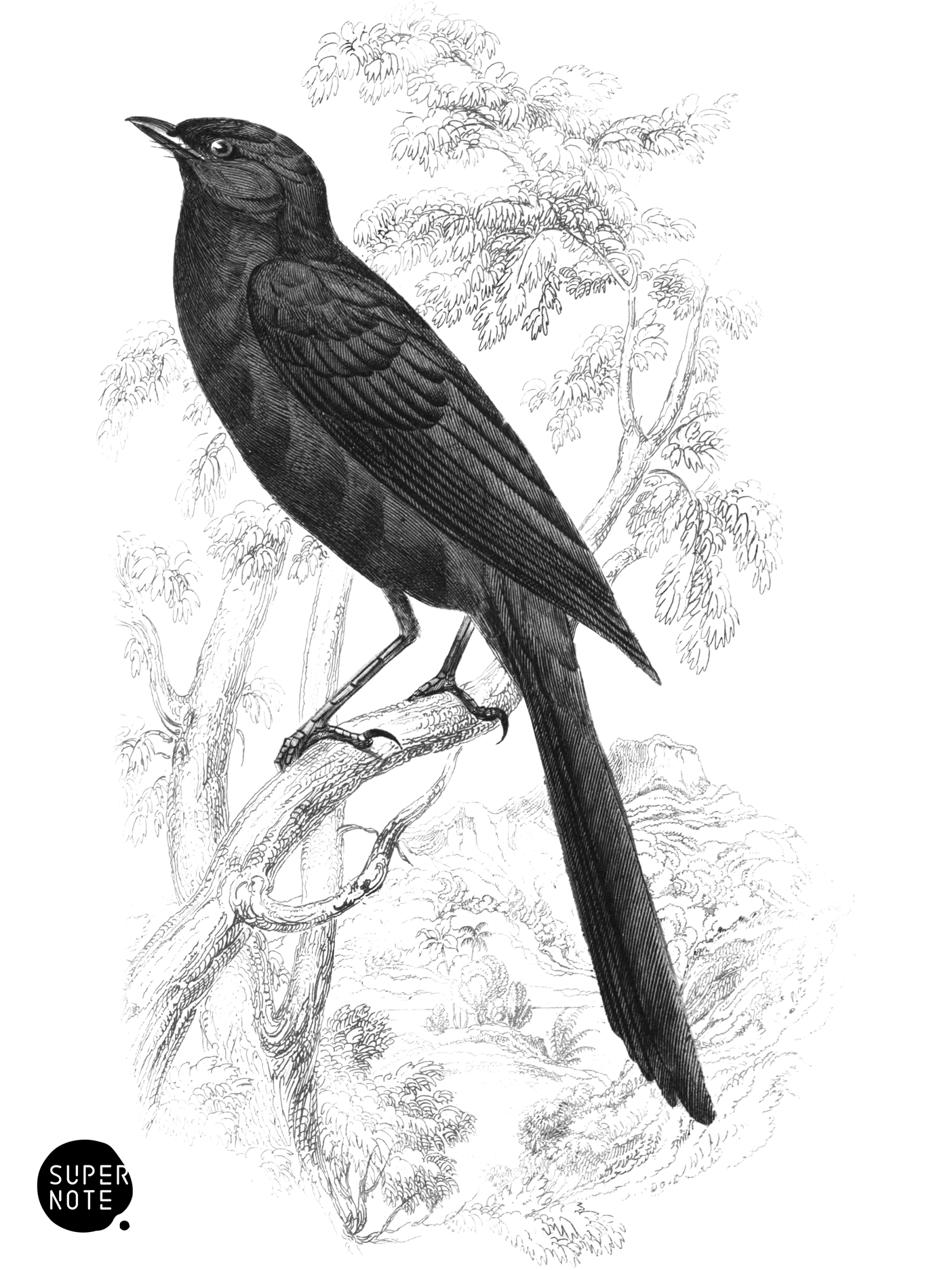 Walking Drongo (vol-17 plate-29).png