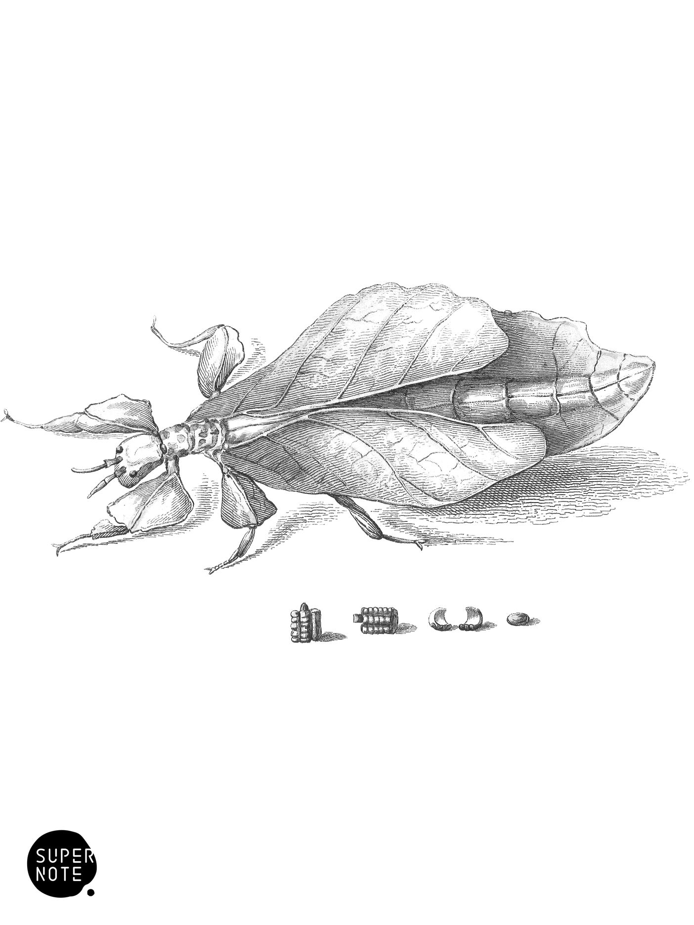 Walking Leaf (vol-29 plate-12-star).png
