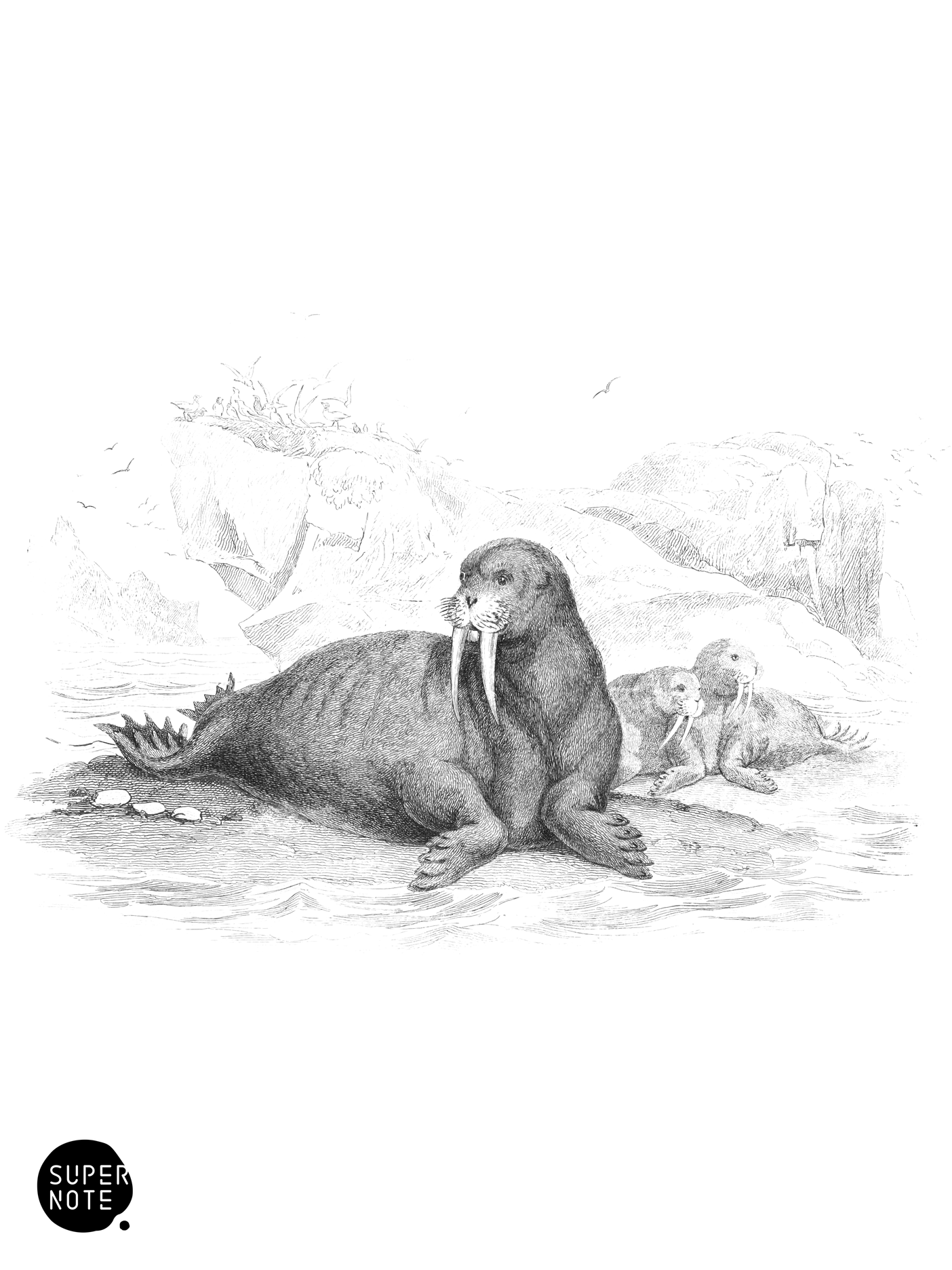 Walrus (vol-22 plate-20).png