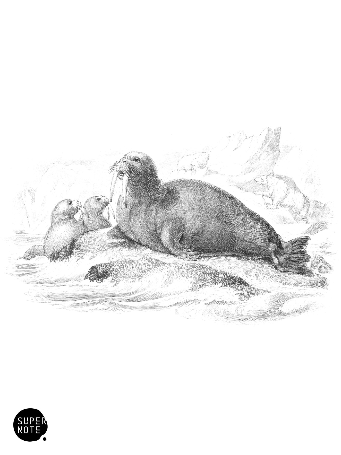 Walrus, or Sea-Horse (vol-23 plate-1).png