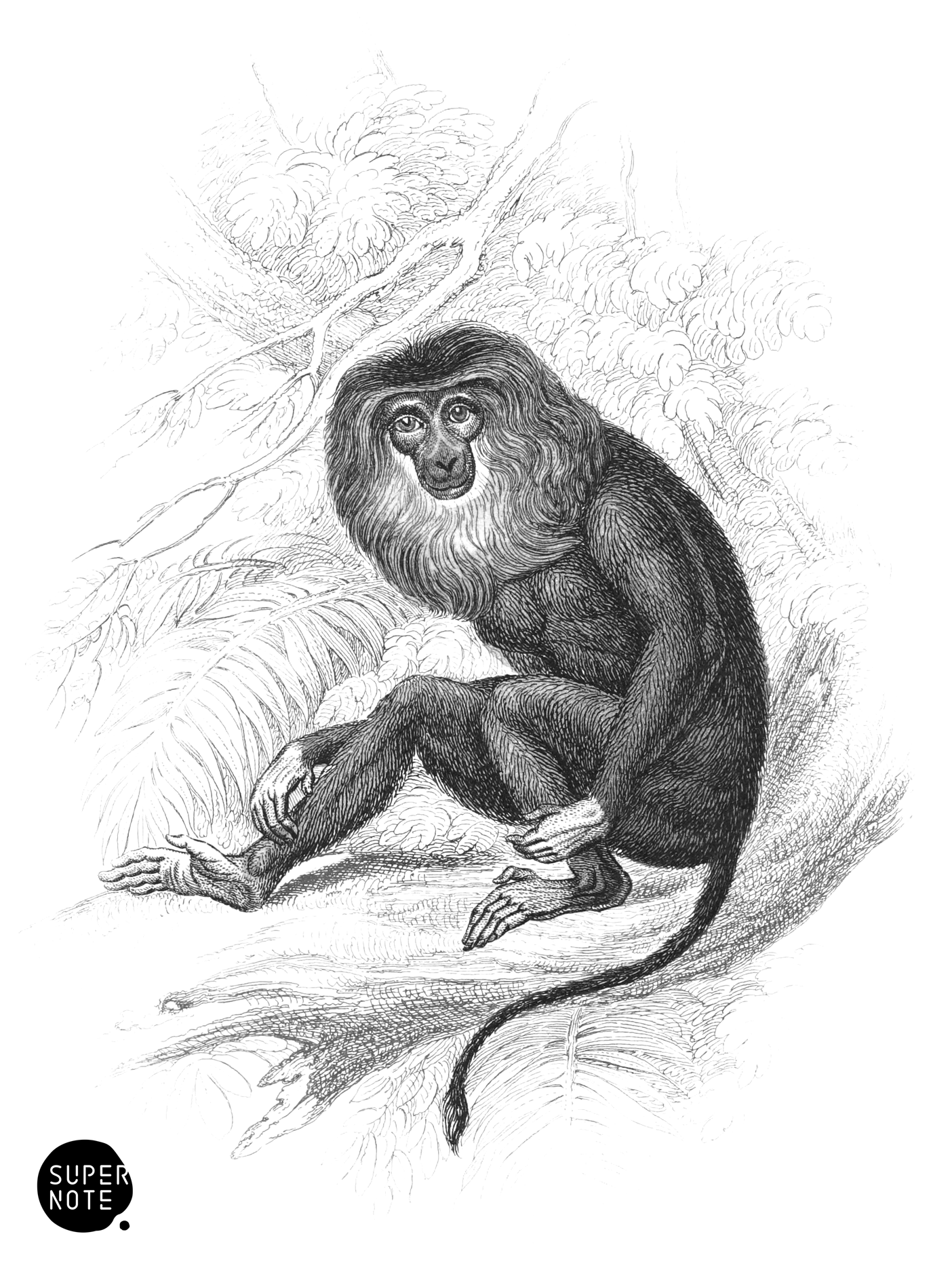 Wanderoo Monkey (vol-02 plate-14-cw).png