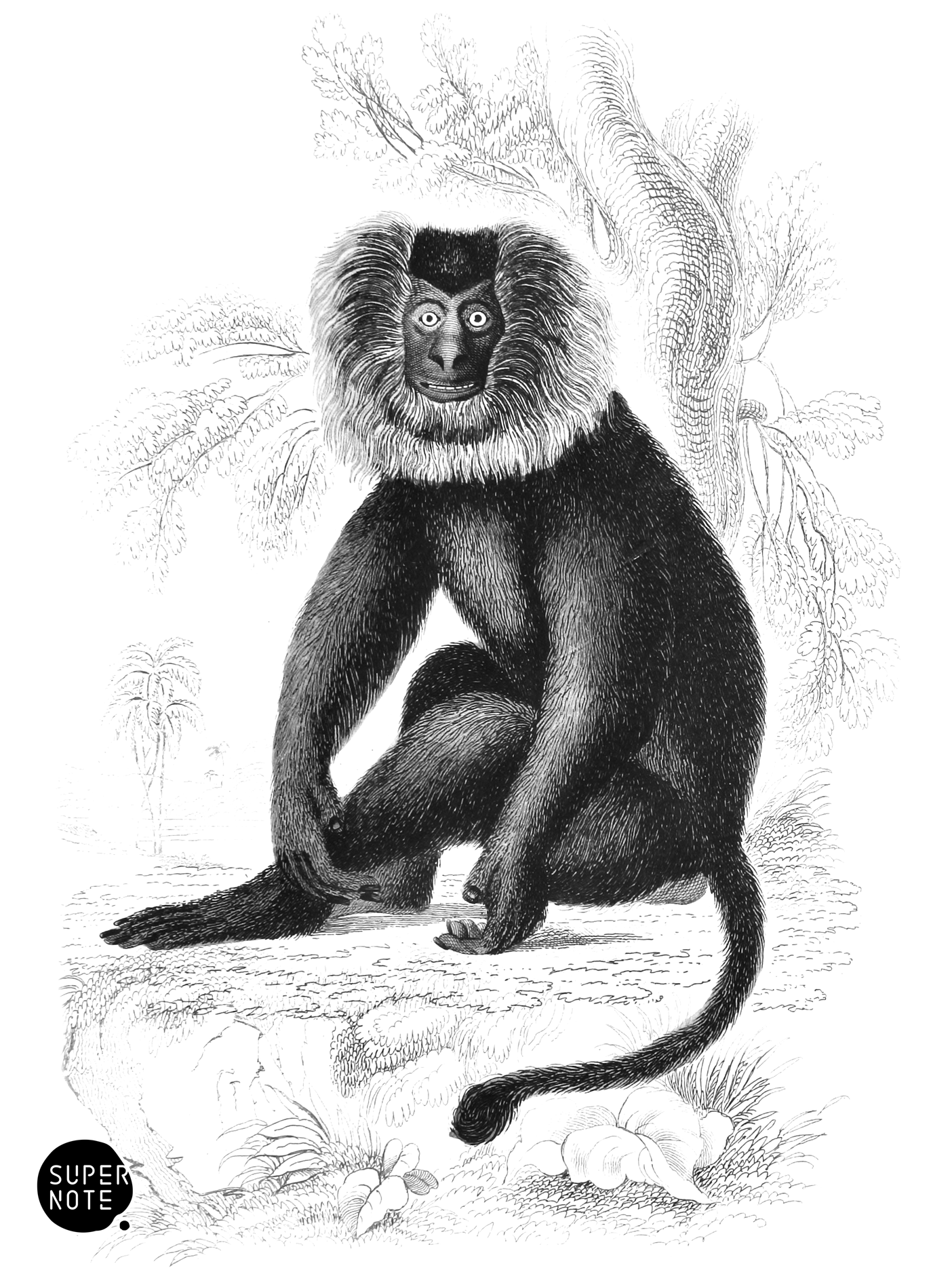 Wanderoo Monkey (vol-02 plate-14-lizars).png