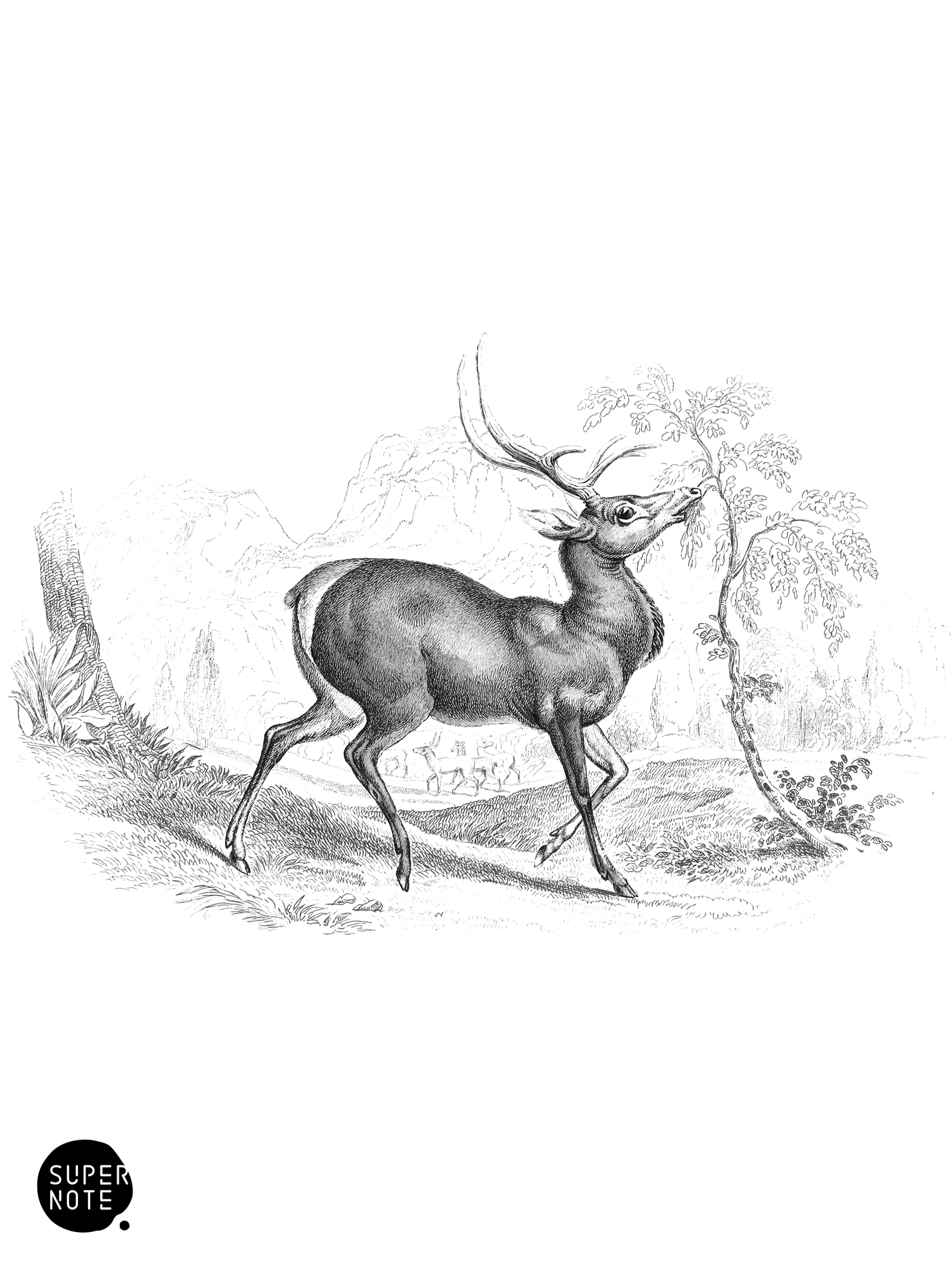Wapiti (vol-11 plate-9).png