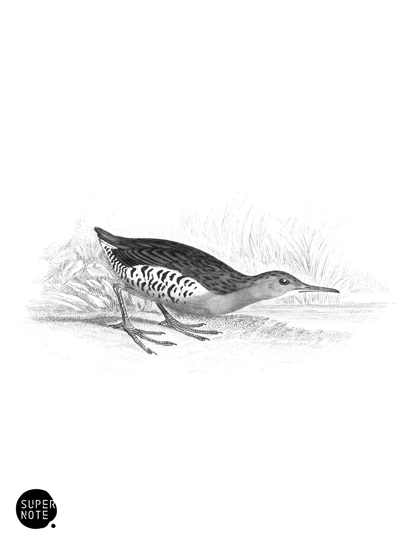 Water Rail (vol-34 plate-28).png