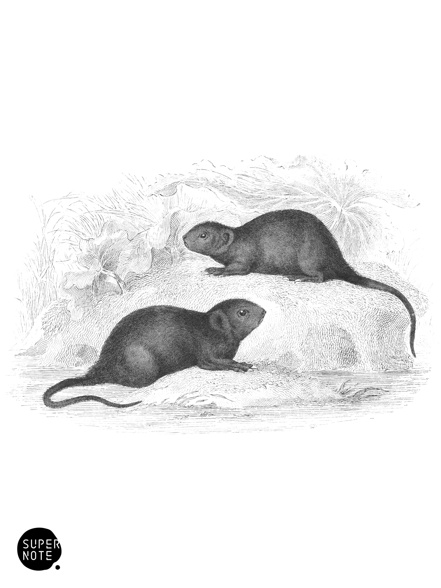 Water Vole, or Water Rat (vol-22 plate-28).png