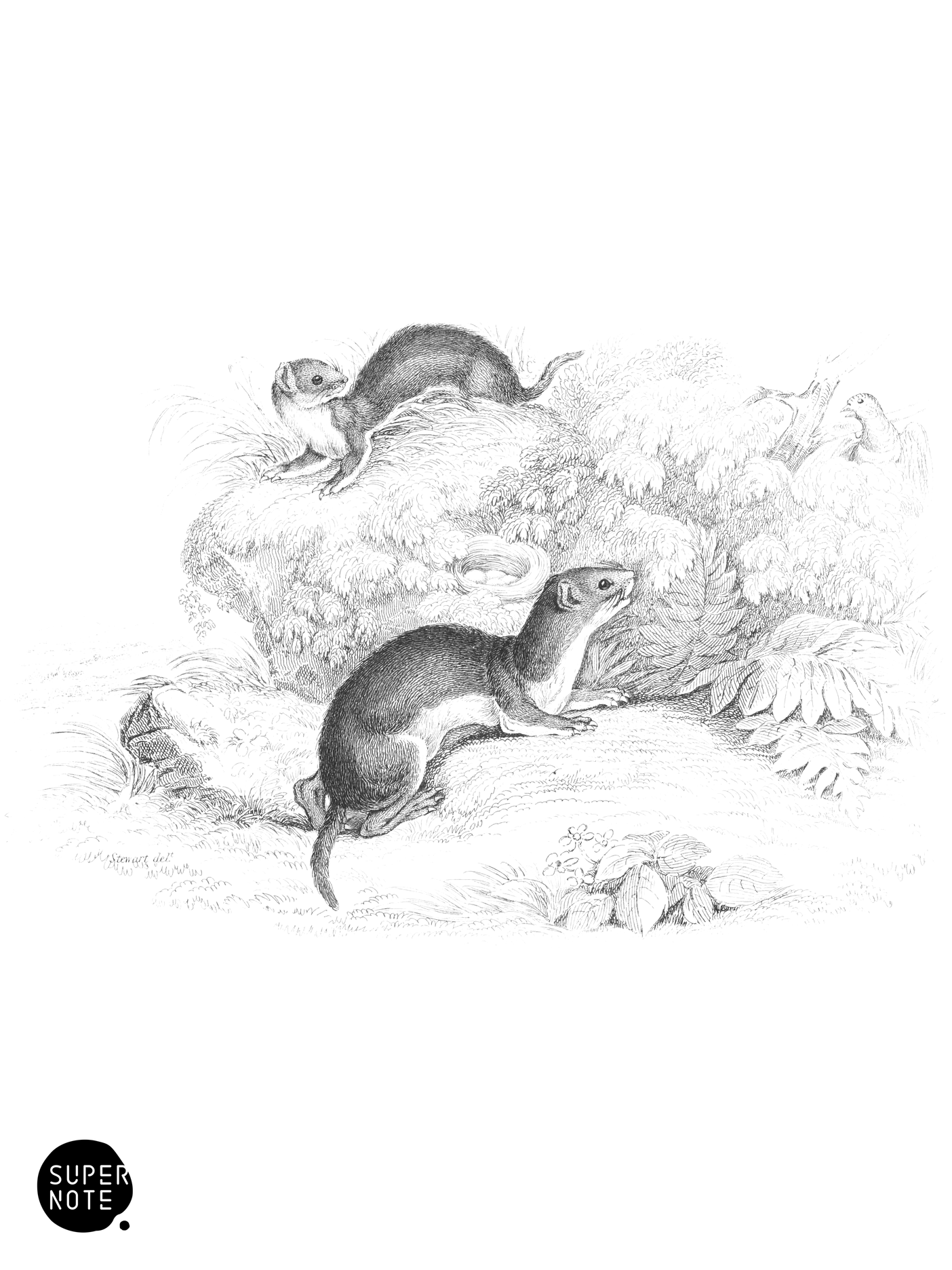 Weasel (vol-22 plate-13).png