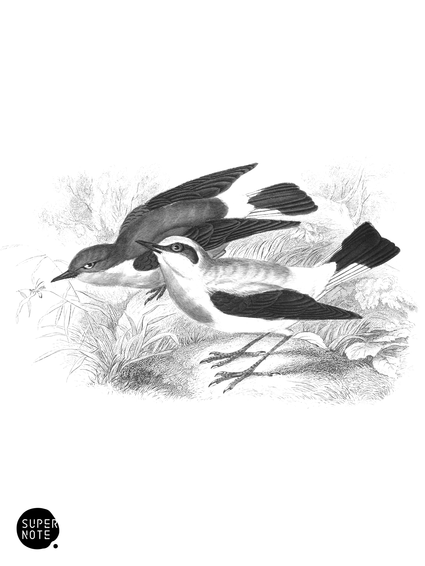 Wheat-Ear (vol-24 plate-5).png