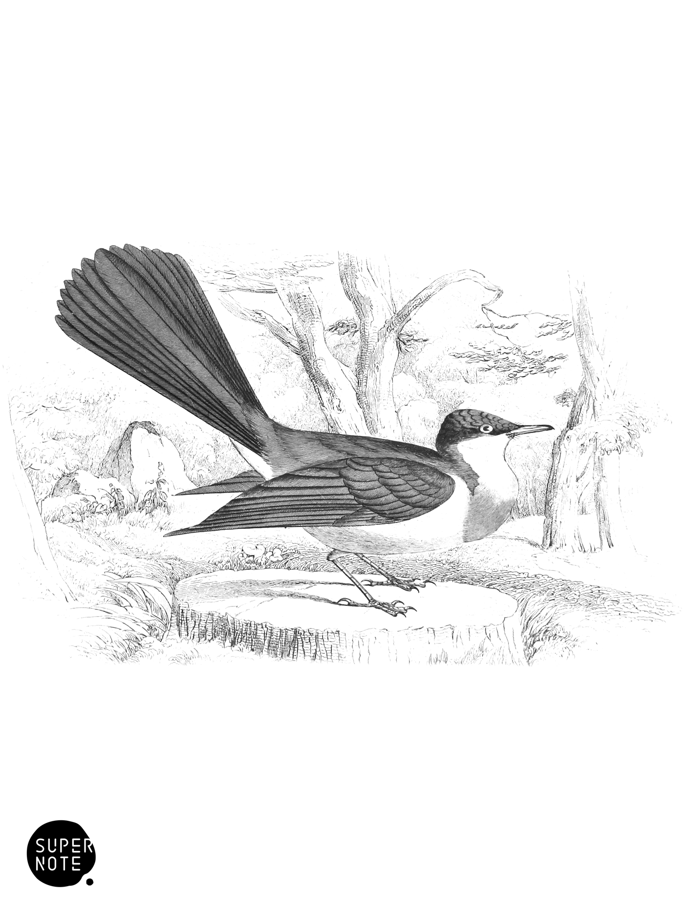 Whiskered Fantail (vol-21 plate-12).png