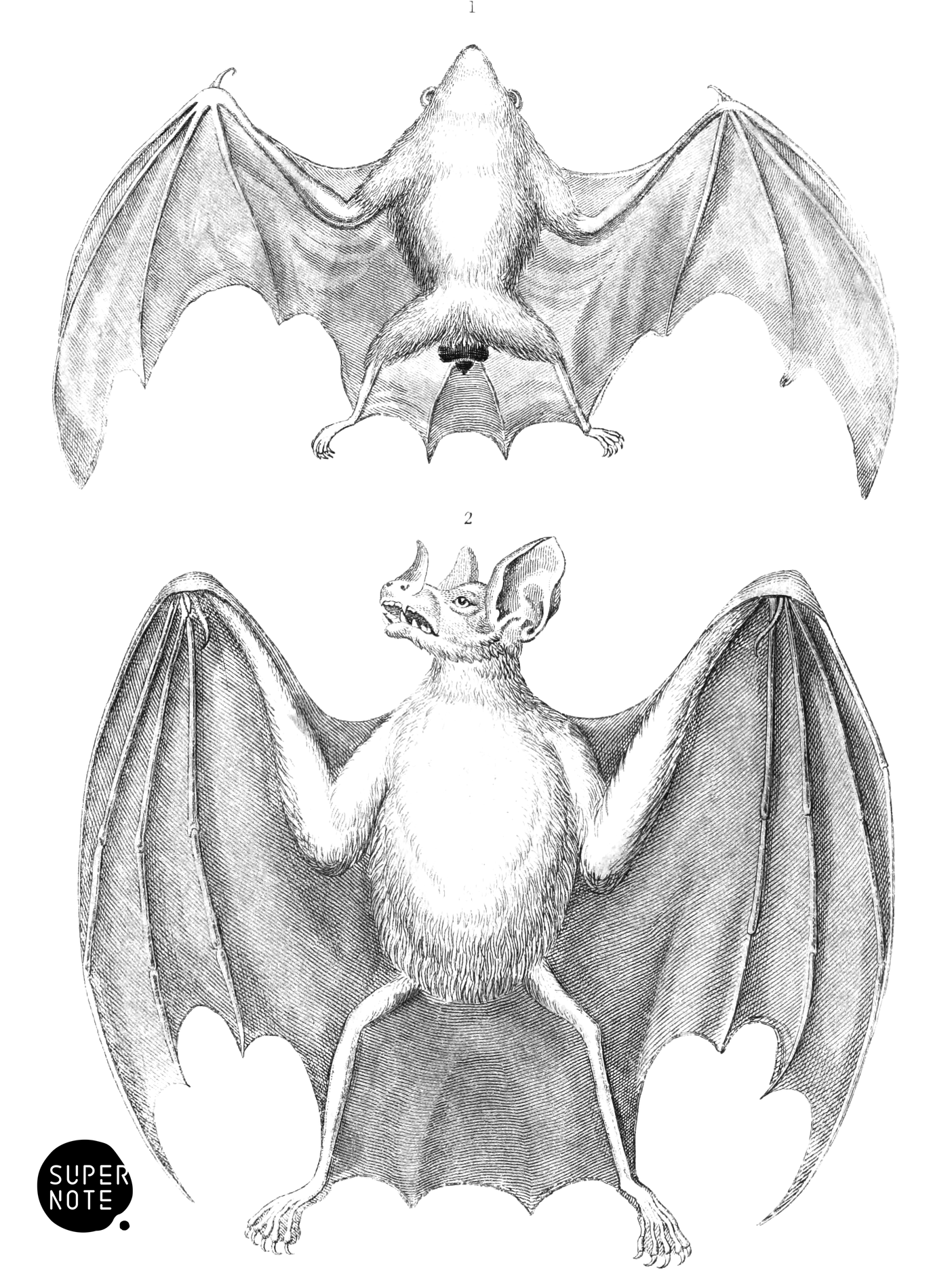 White Box-Tailed & Common Vampyre Bat (vol-35 plate-2).png