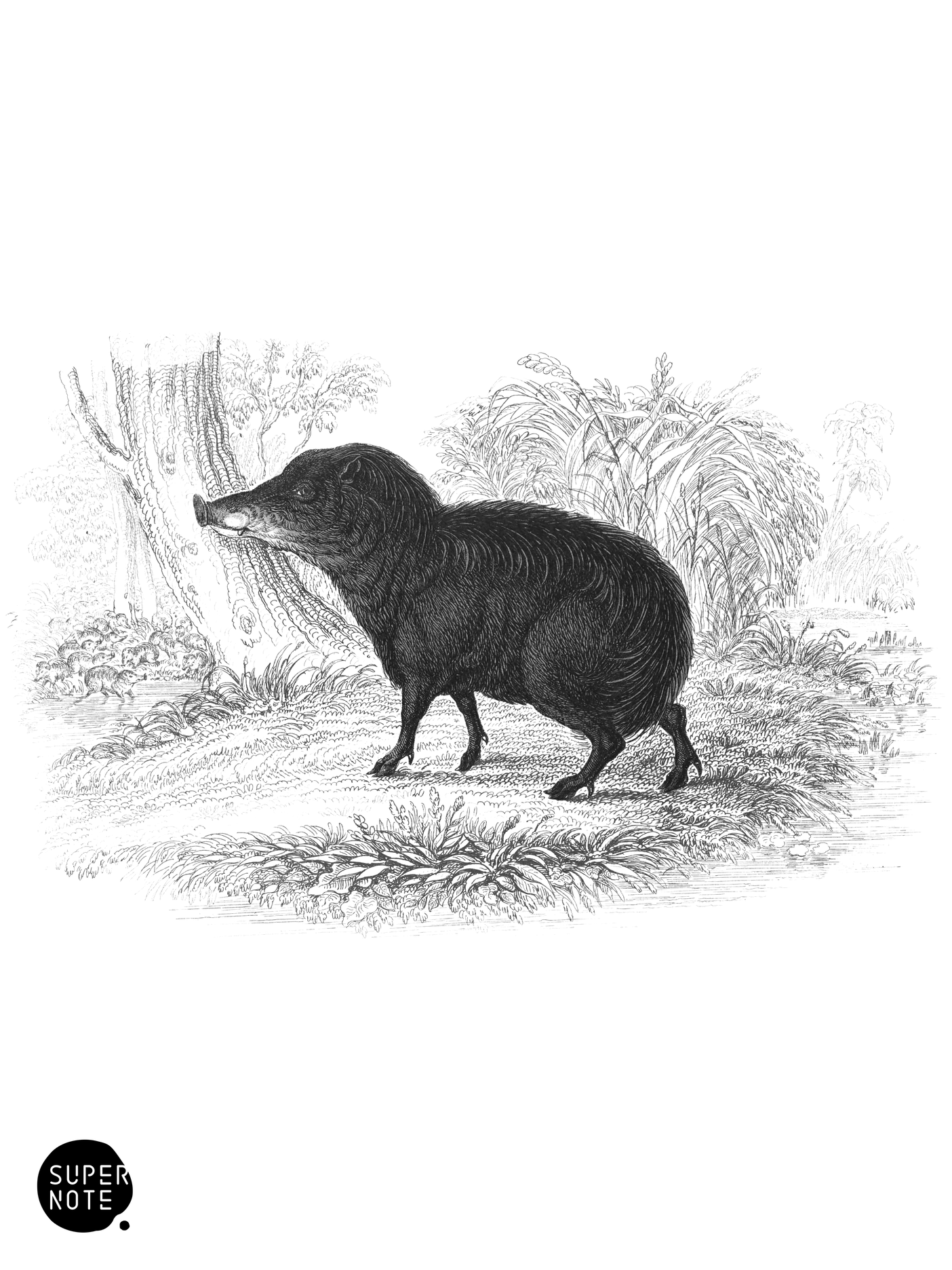 White Lipped Peccary (vol-13 plate-27).png