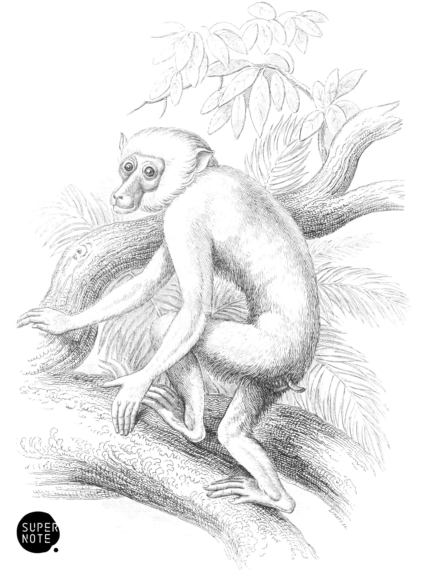 White Maimon (vol-35 plate-1).png