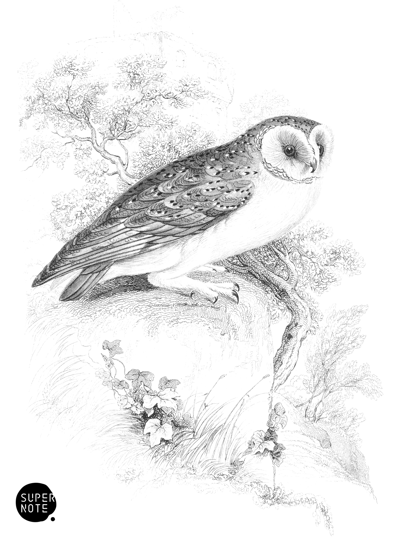 White or Barn Owl (vol-20 plate-27).png