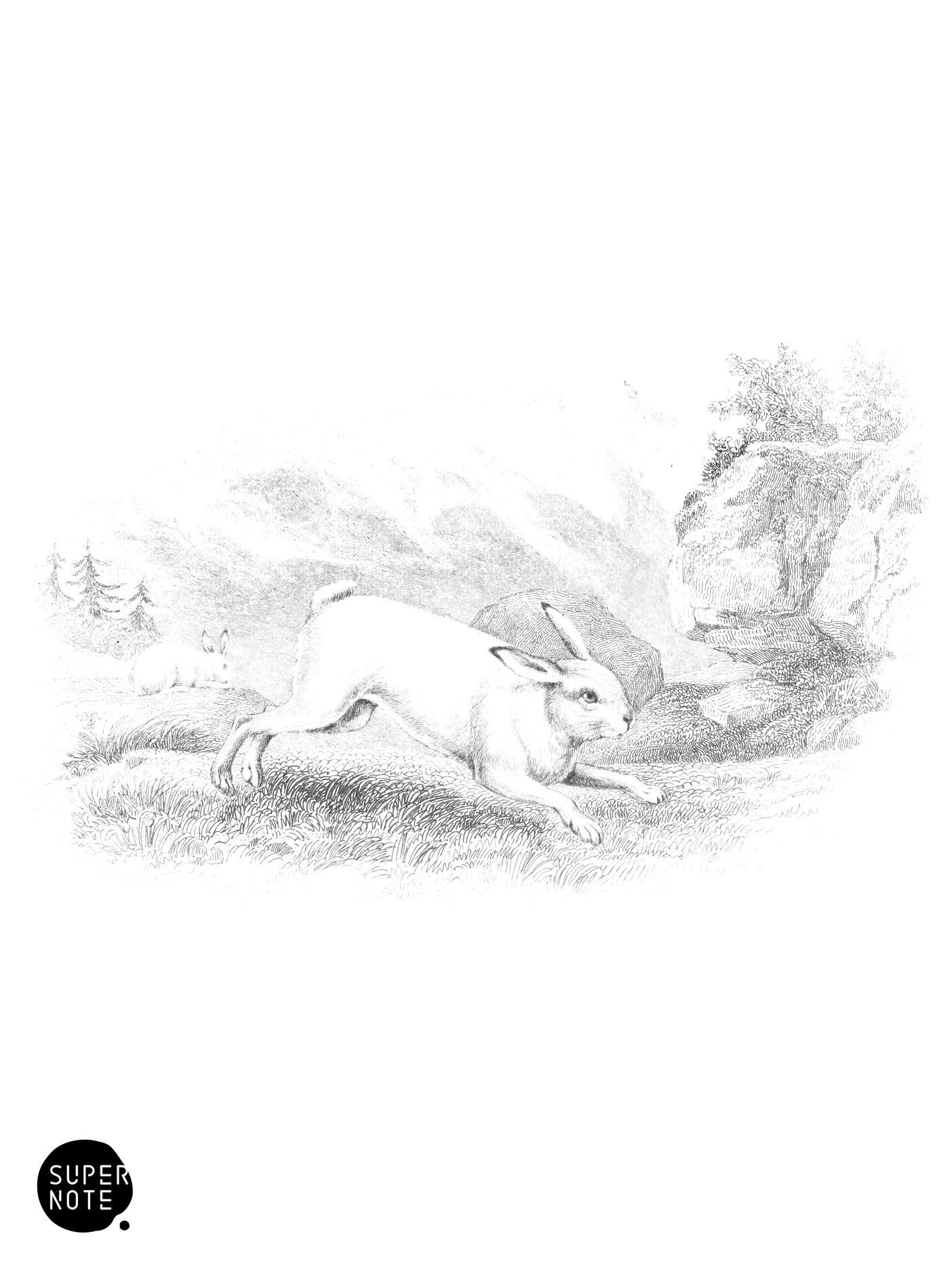 White or Changing Hare (vol-22 plate-31).png