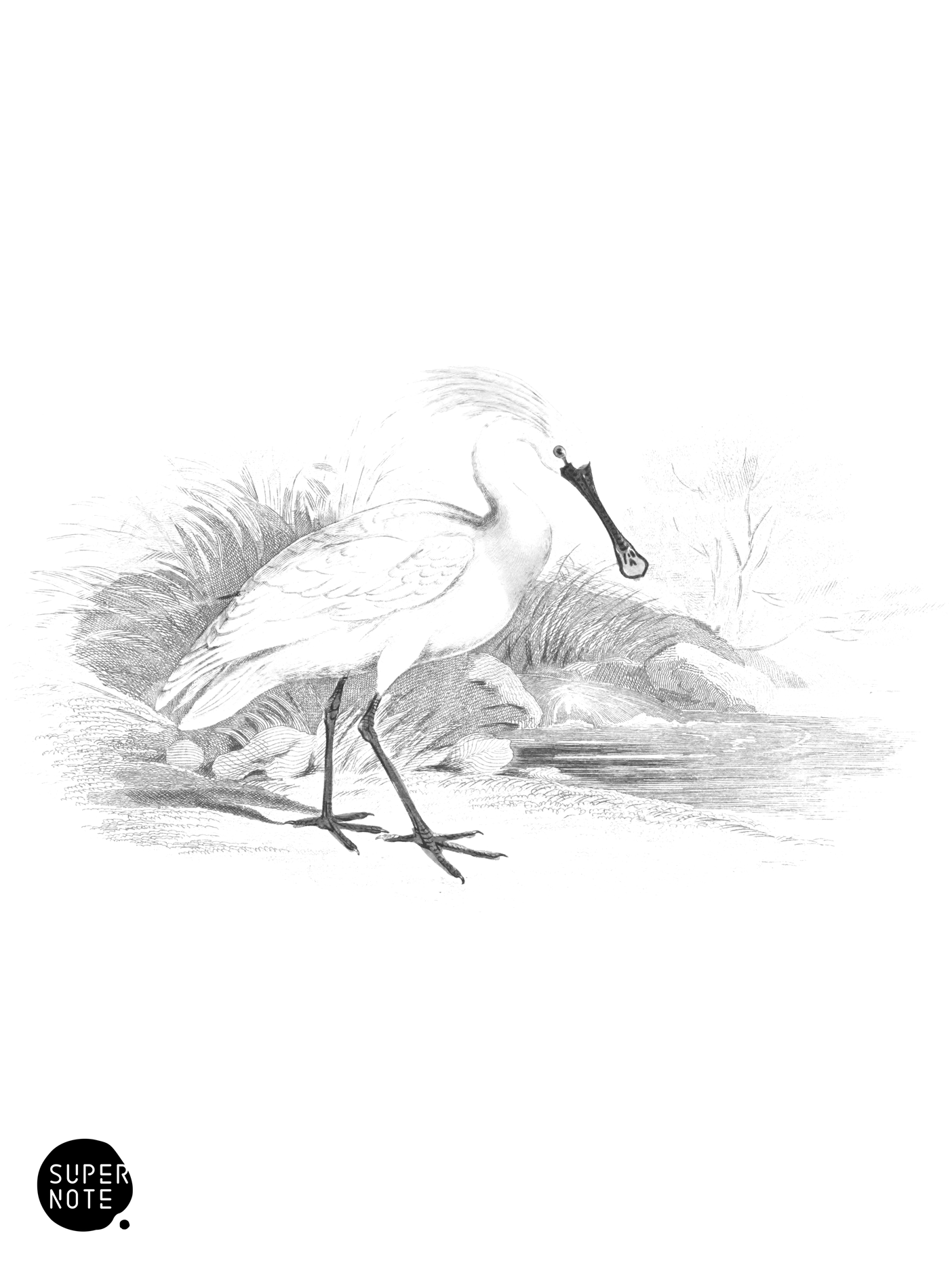 White or European Spoonbill (vol-34 plate-8).png