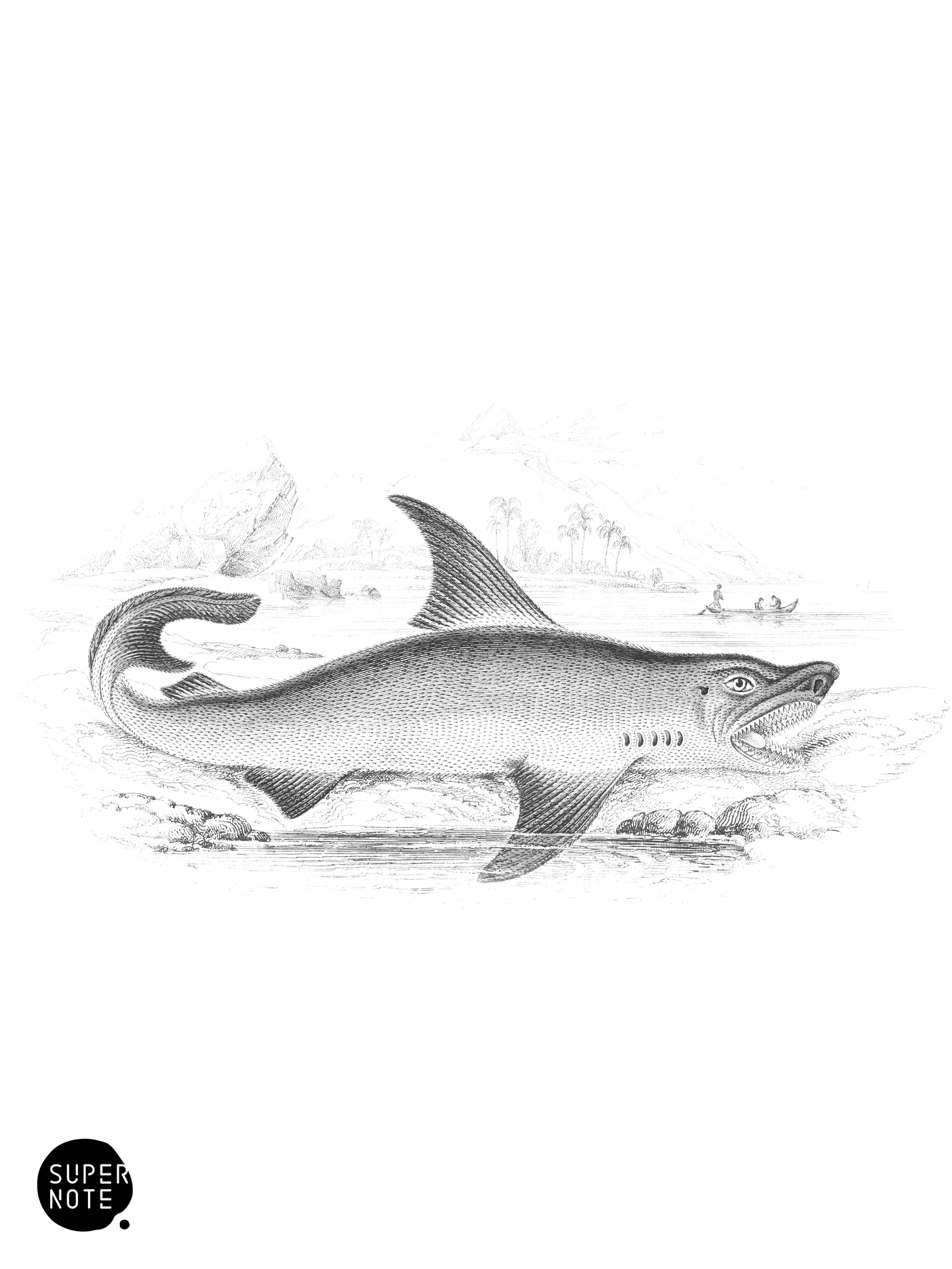 White Shark (vol-27 plate-27).png