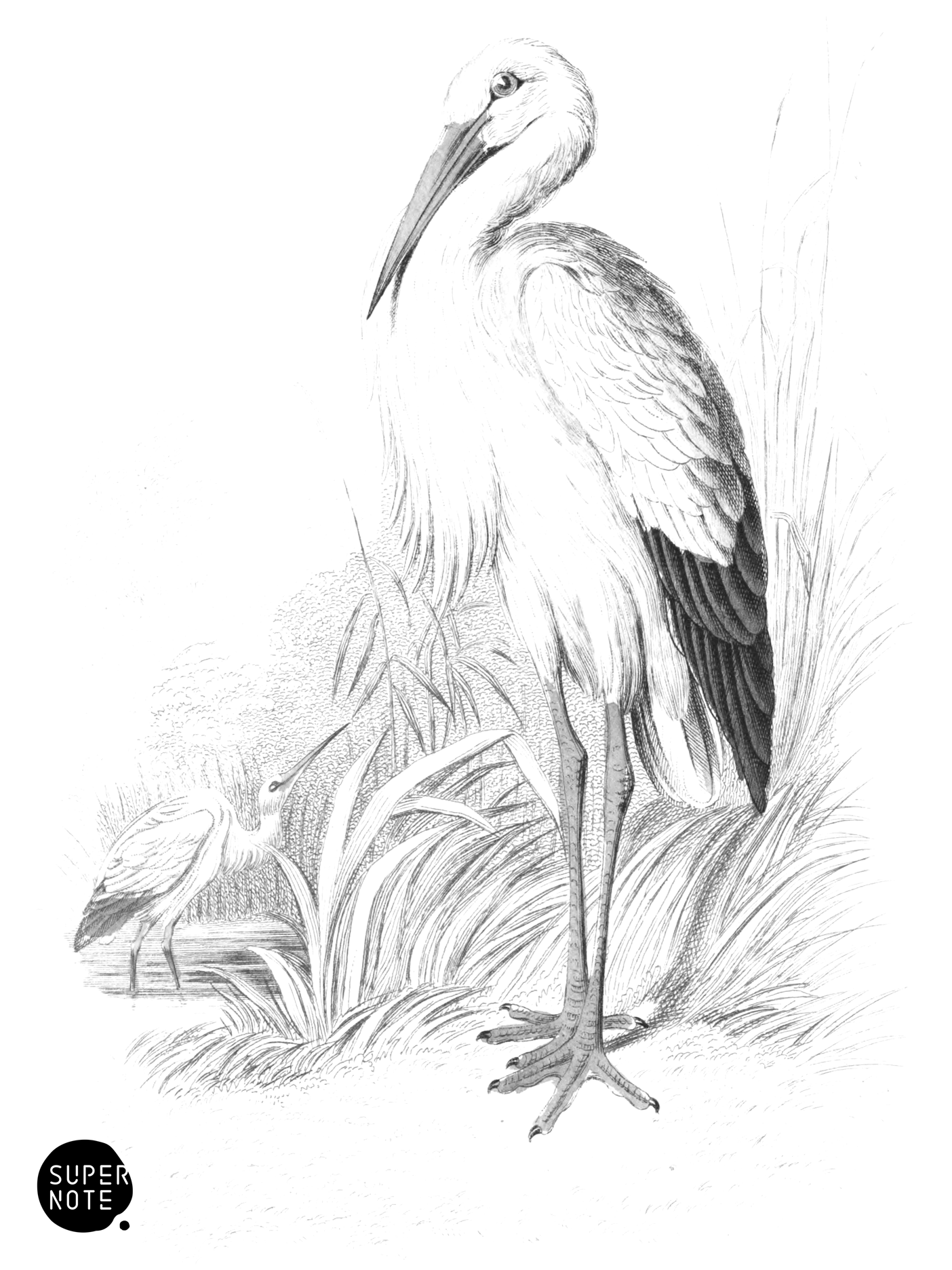 White Stork (vol-34 plate-7).png