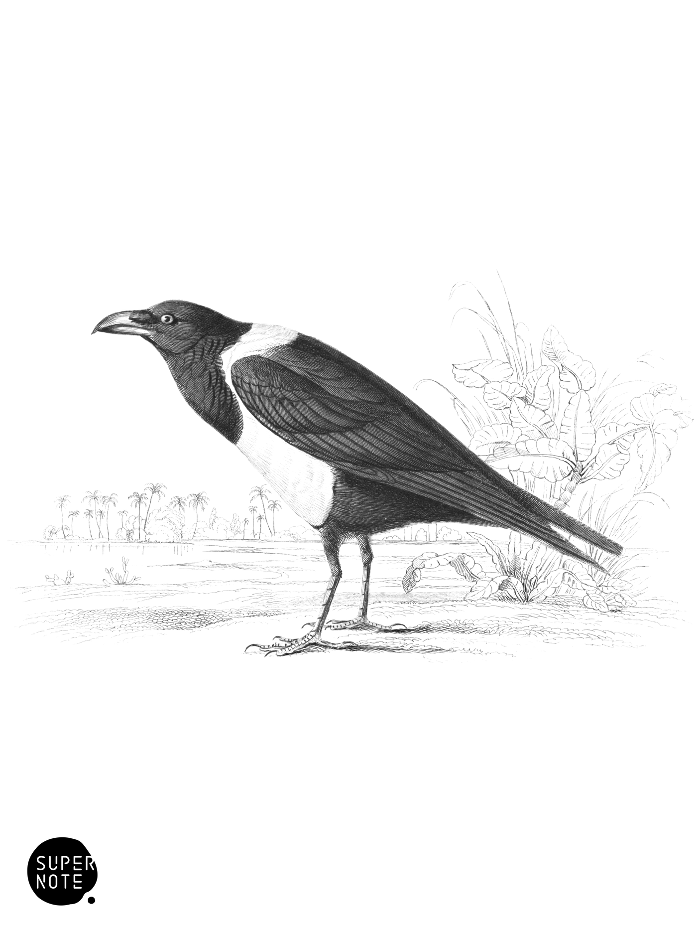 White-Backed Crow (vol-17 plate-5).png
