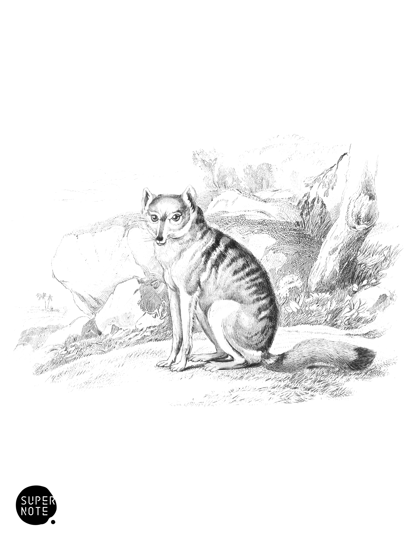 White-Barred Aguara Fox (vol-25 plate-27).png