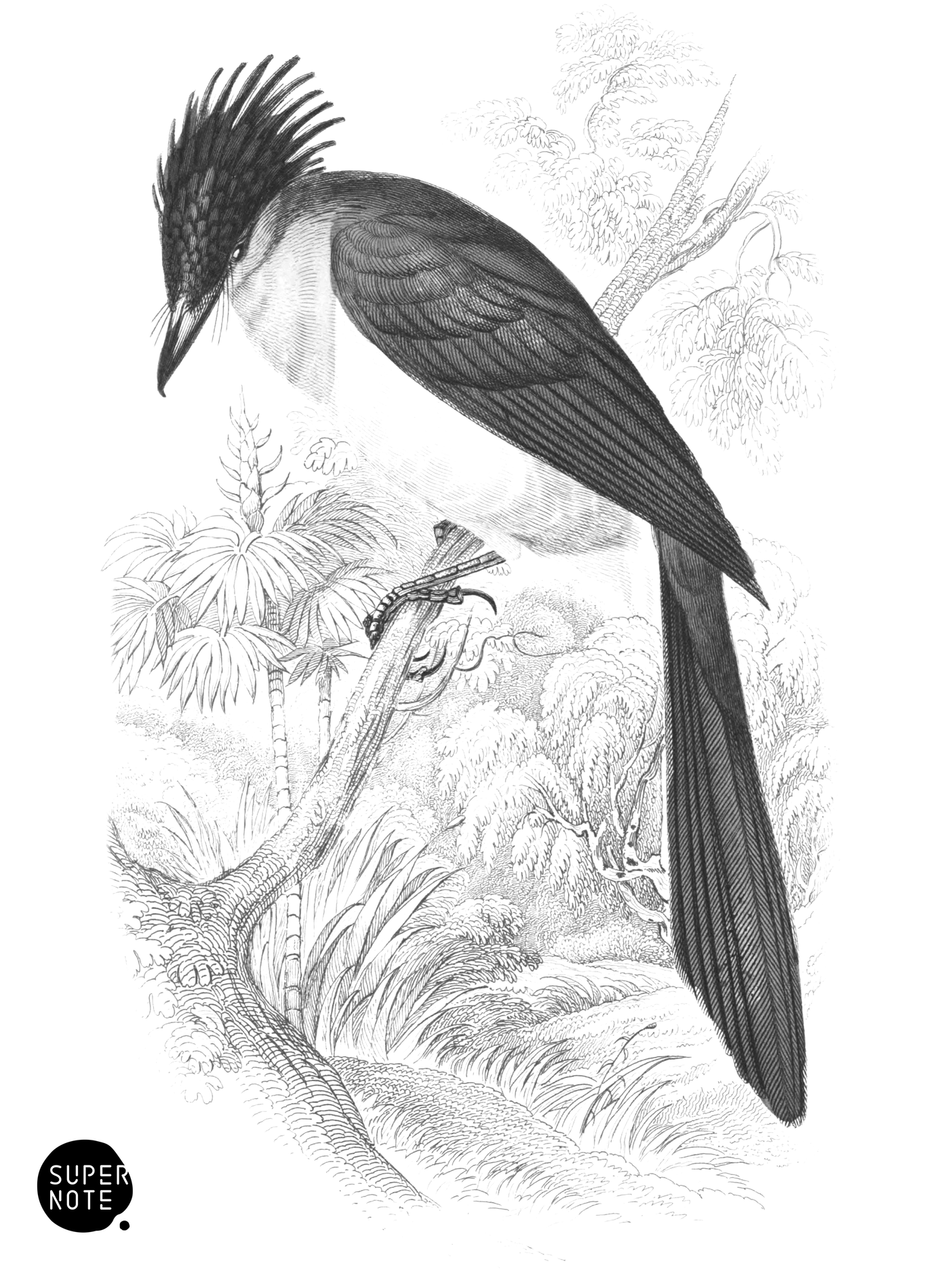 White-Bellied Flycatcher (vol-21 plate-24).png
