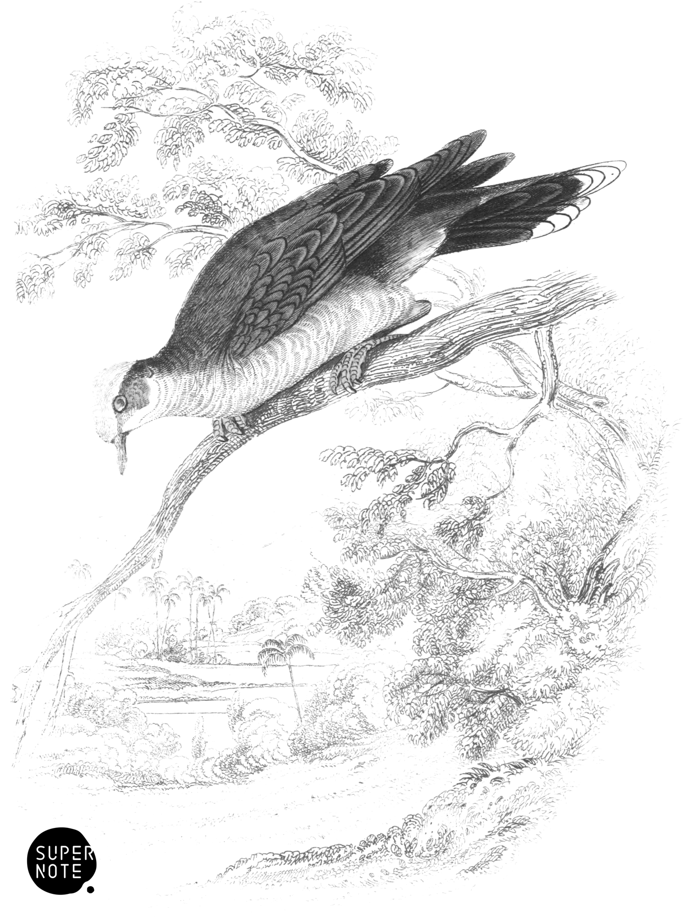 White-Bellied Ground Dove (vol-09 plate-24).png