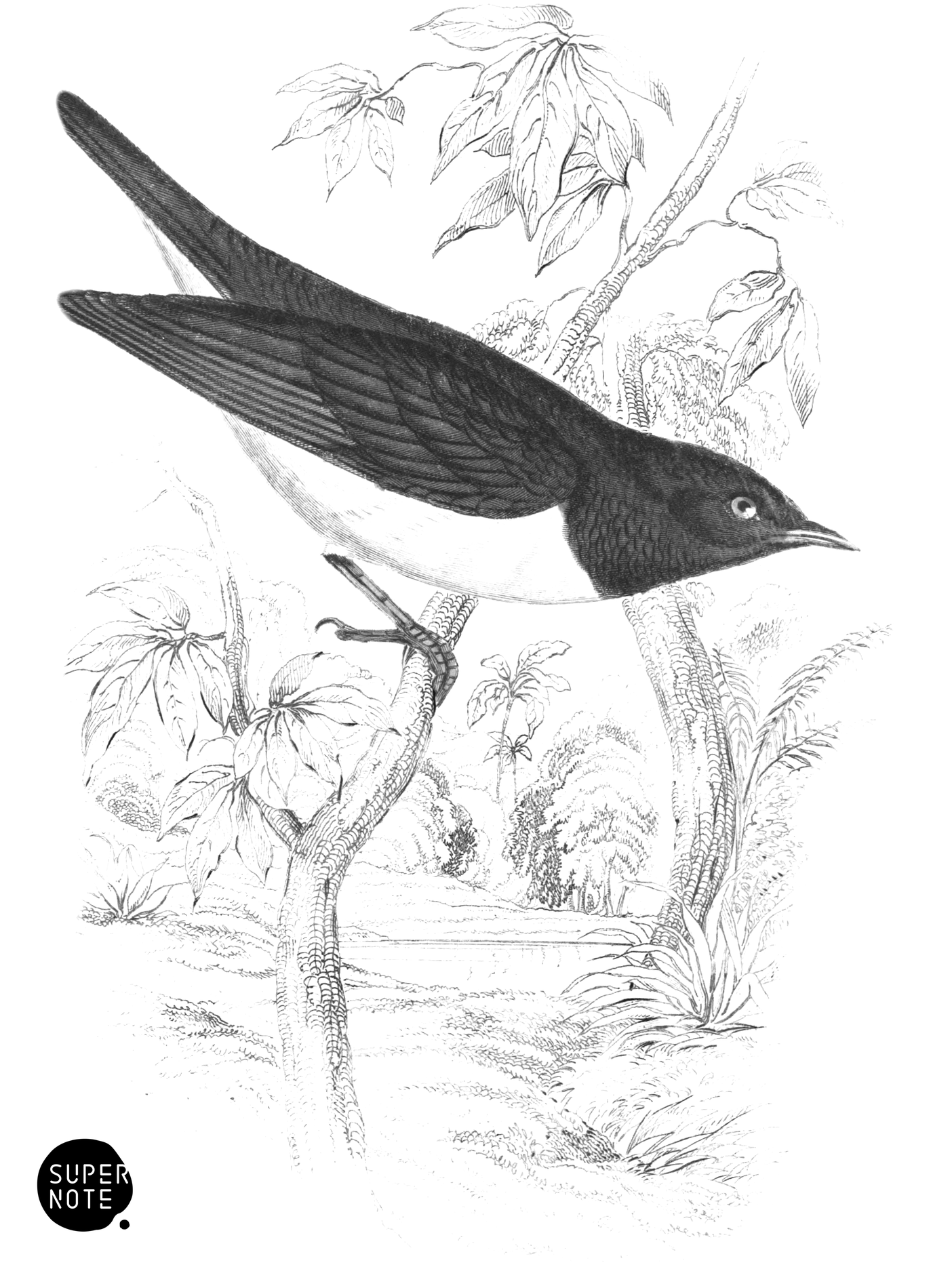 White-Bodied Grakle (vol-17 plate-8).png