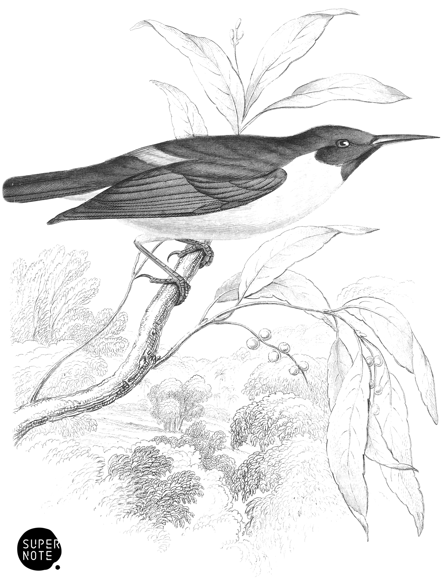 White-Bodied Sunbird (vol-19 plate-17).png