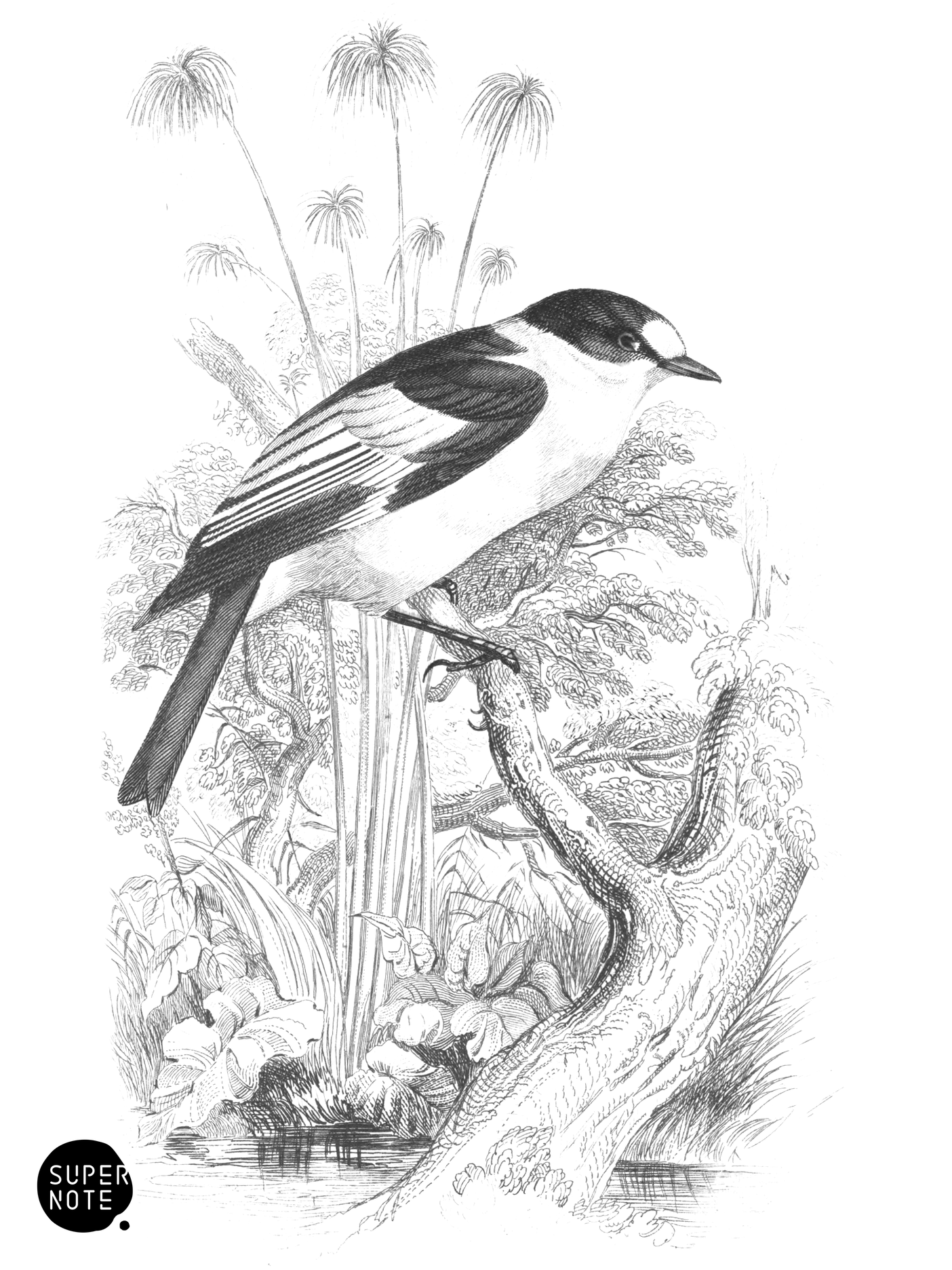 White-Collared Flycatcher (vol-21 plate-26).png
