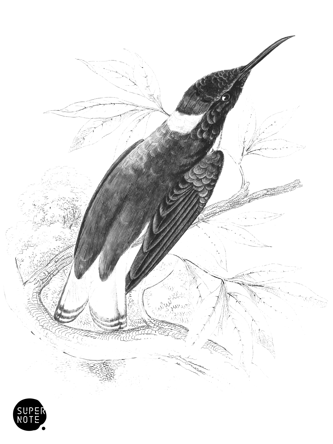 White-Collared Humming-Bird (vol-01 plate-30).png