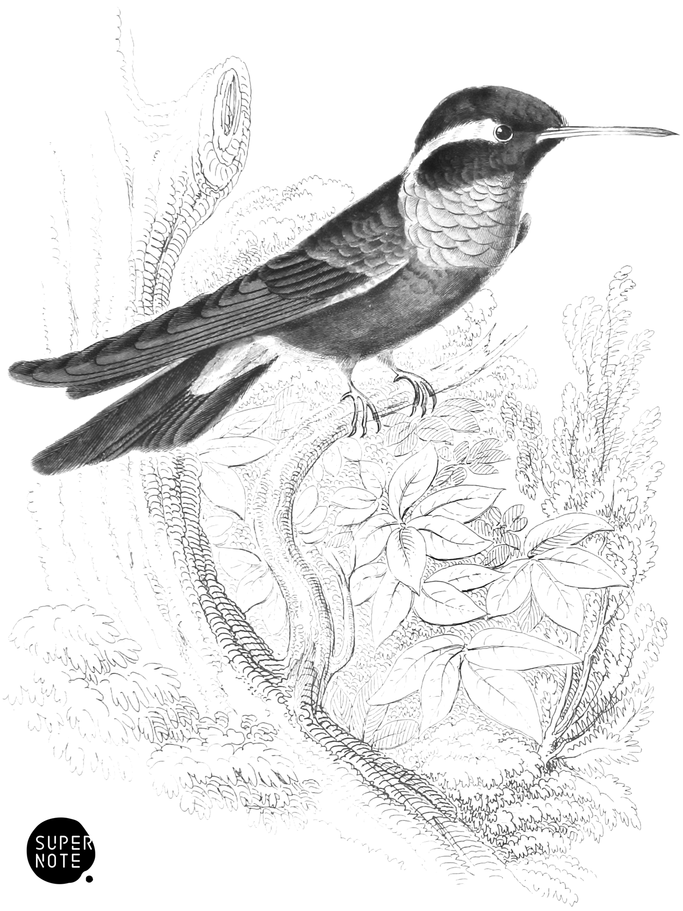 White-Eared Humming-Bird (vol-01 plate-29).png
