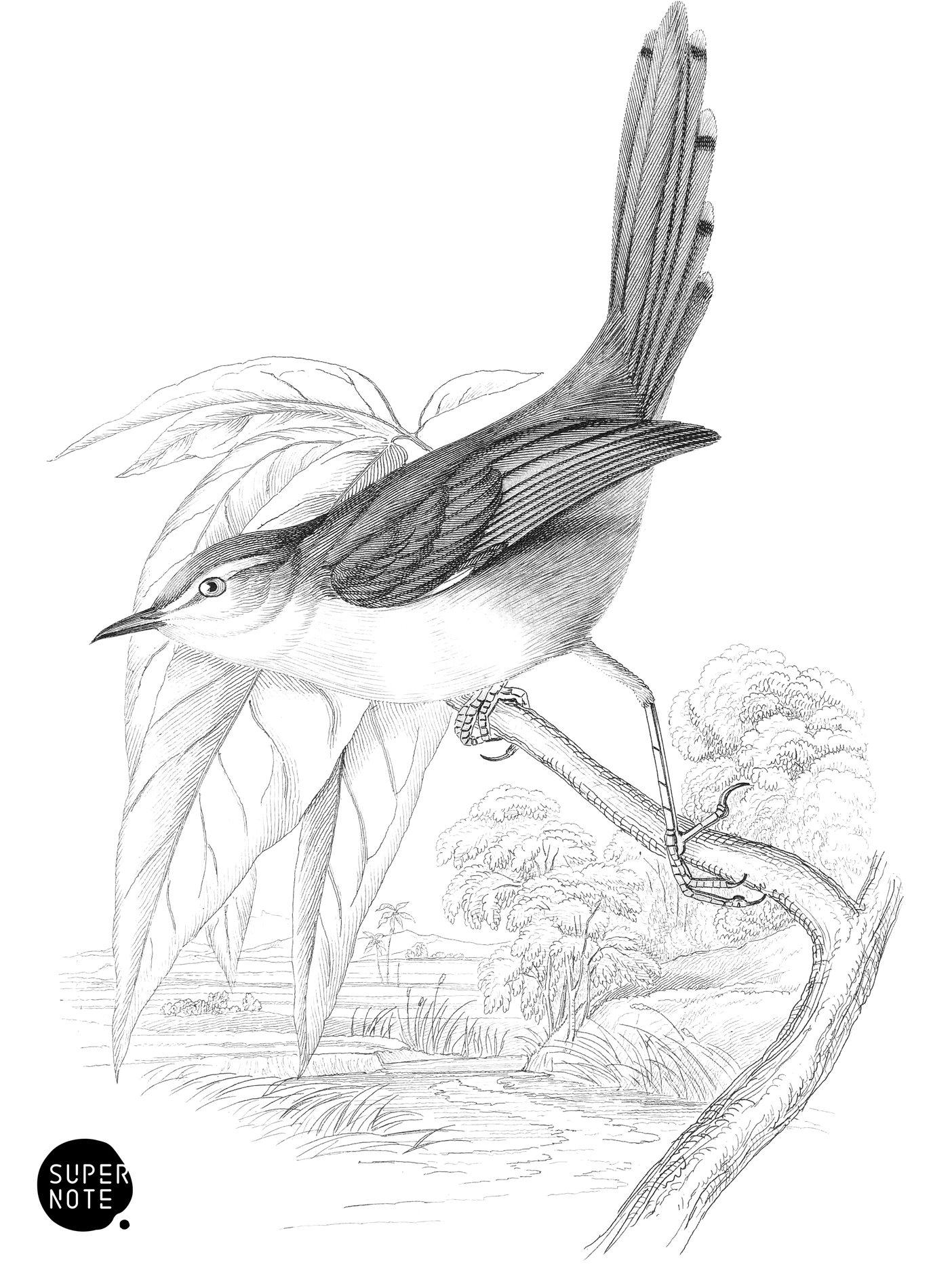 White-Eyebrowed Longtail (vol-19 plate-2).png