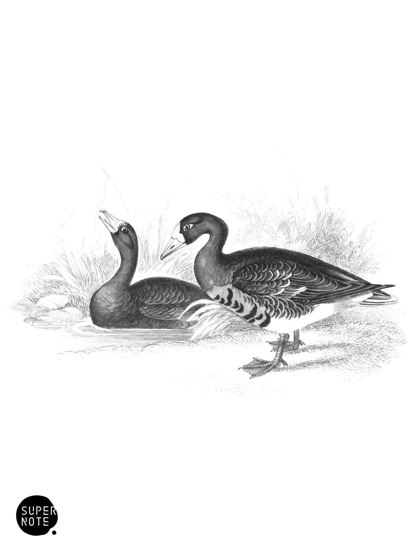 White-Fronted Goose (vol-40 plate-1).png