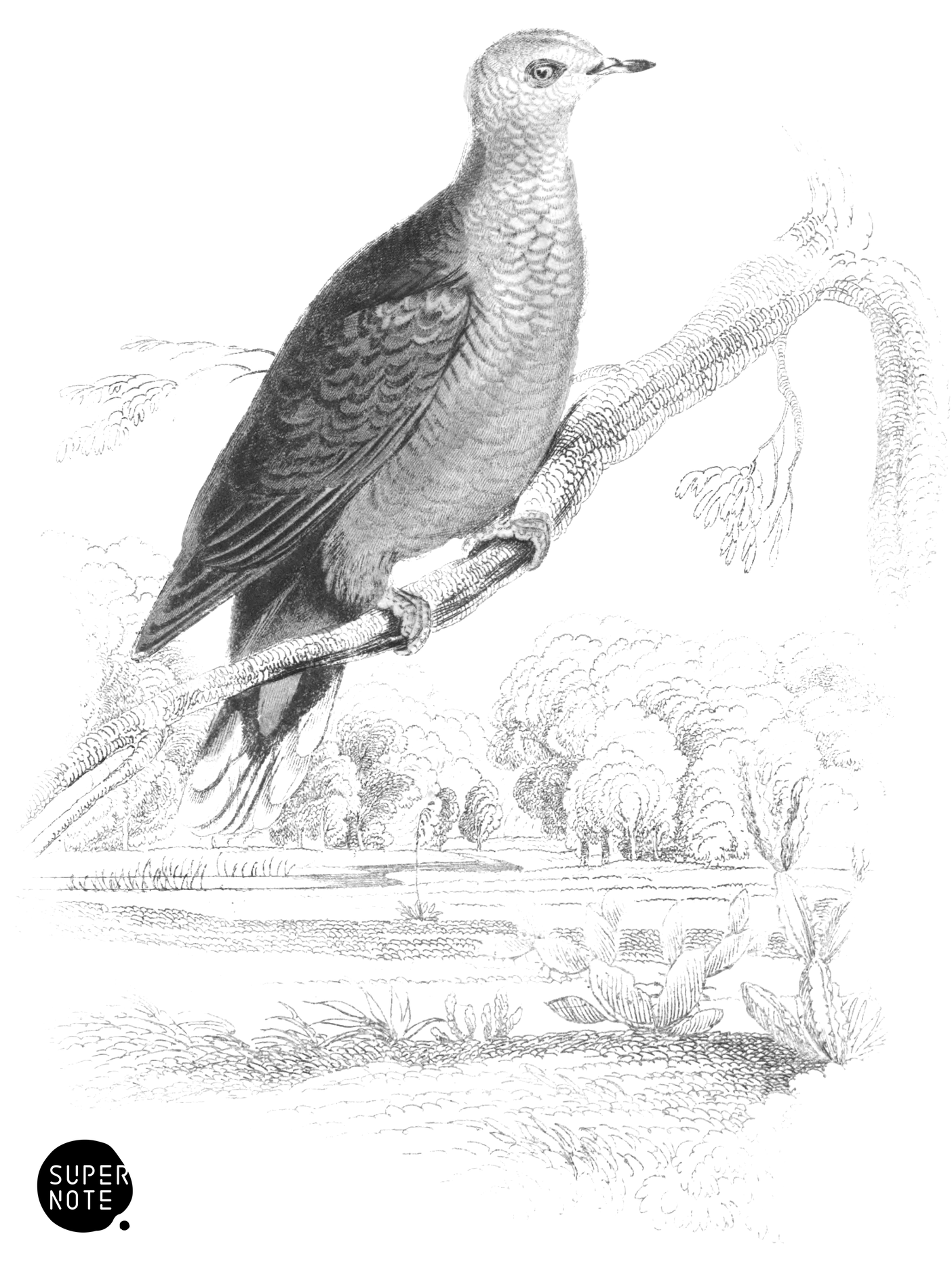 White-Fronted Ground Dove (vol-09 plate-26).png