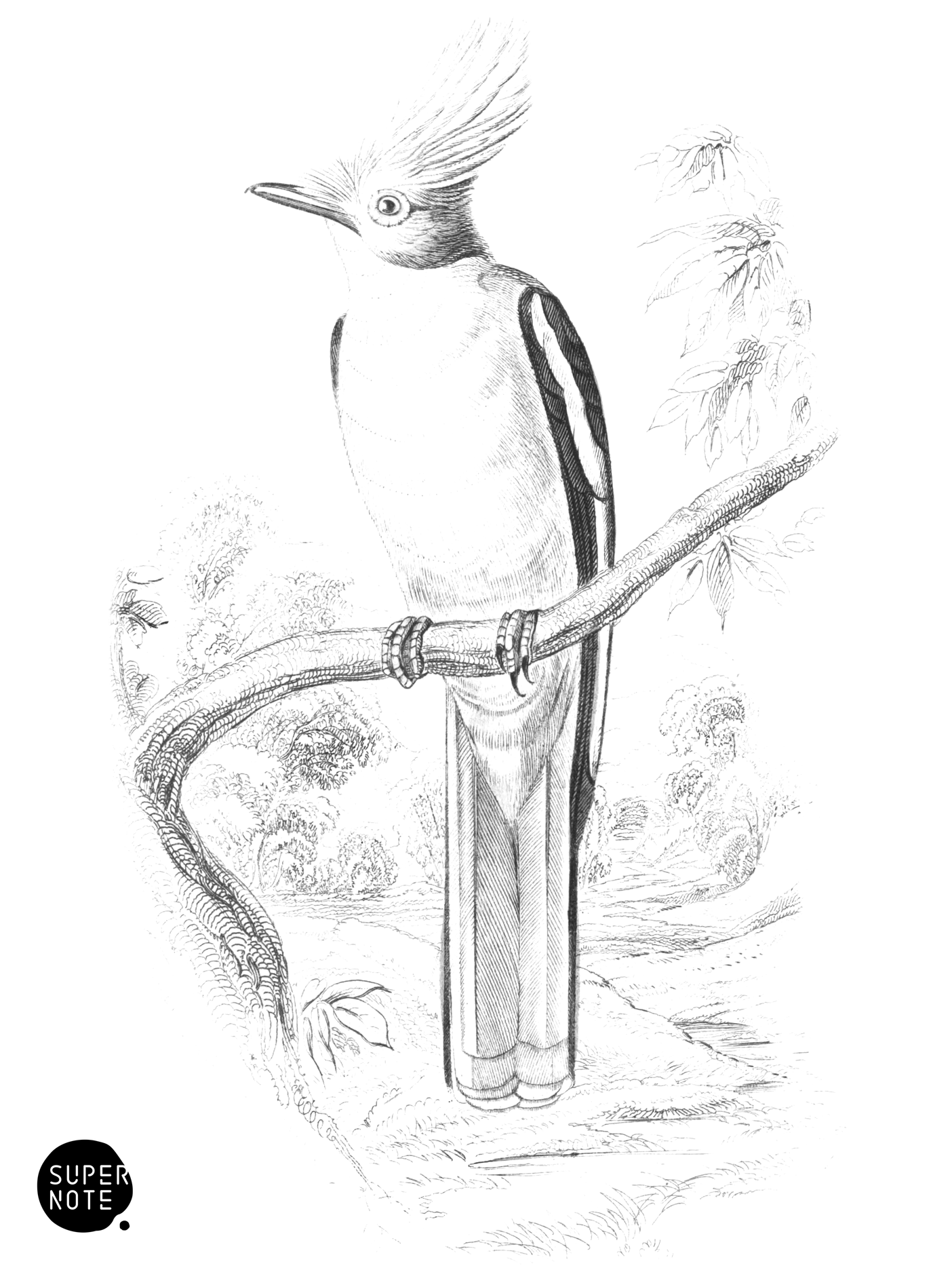 White-Plumed Shrike (vol-17 plate-26).png