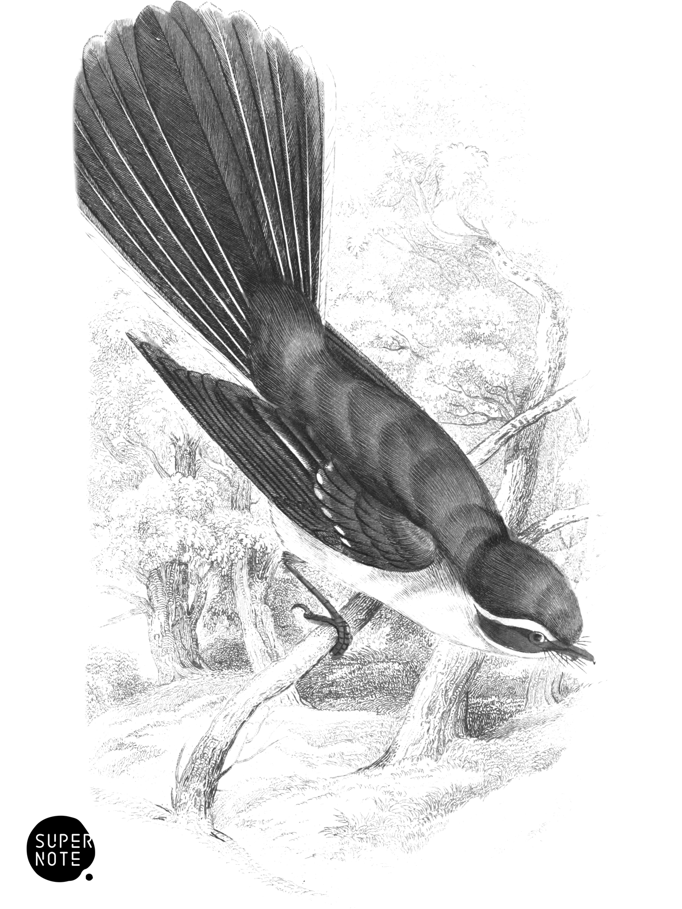 White-Shafted Fantail (vol-21 plate-10).png