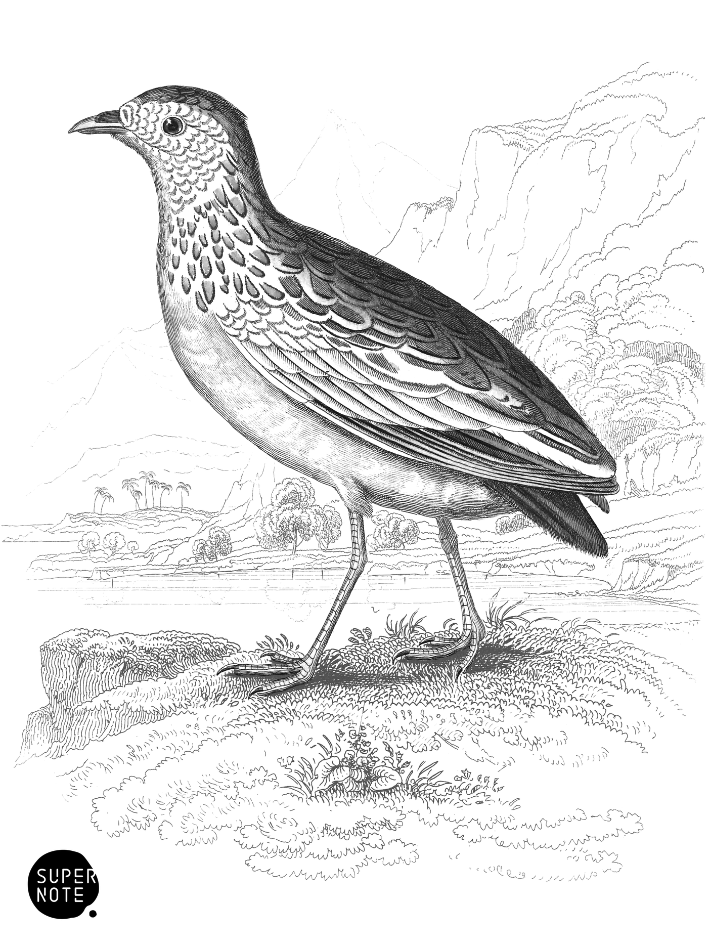 White-Spotted Ortygis (vol-06 plate-27).png