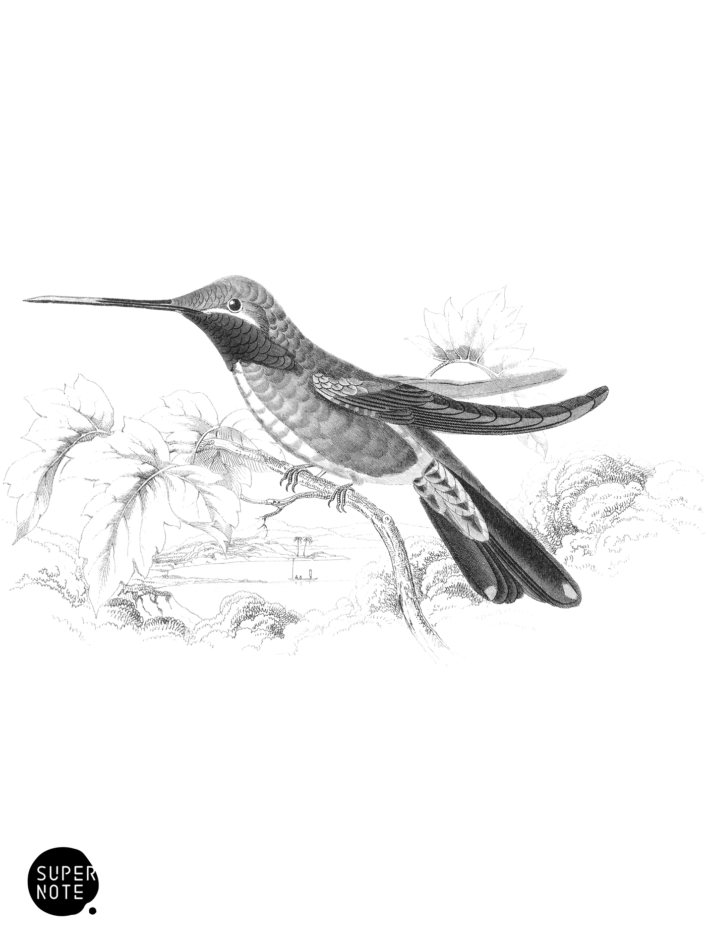 White-Striped Humming-Bird (vol-03 plate-17).png