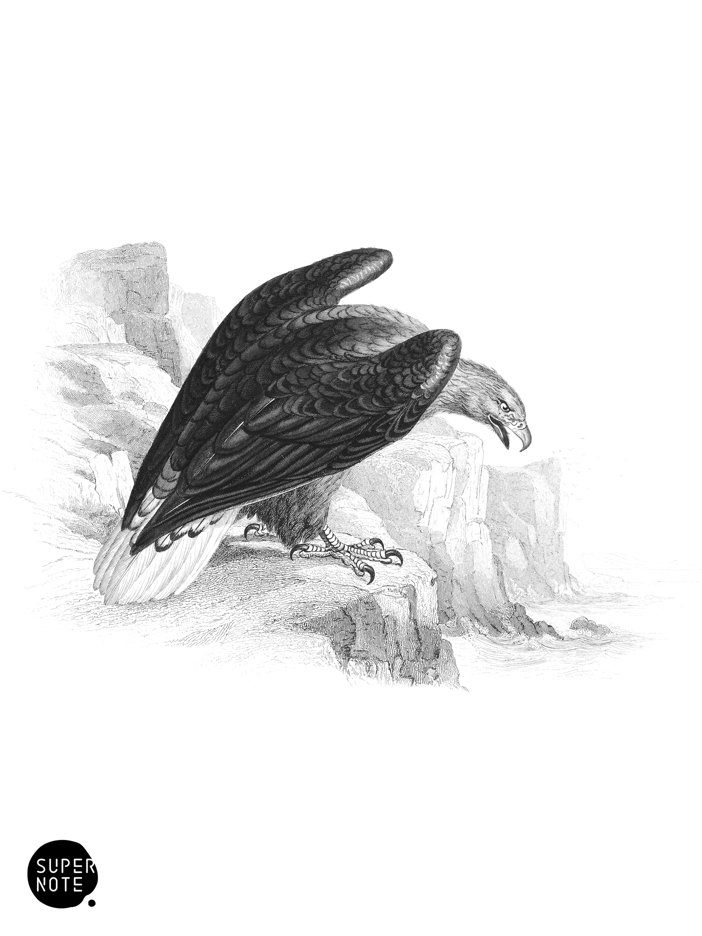 White-Tailed Eagle (vol-20 plate-13).png