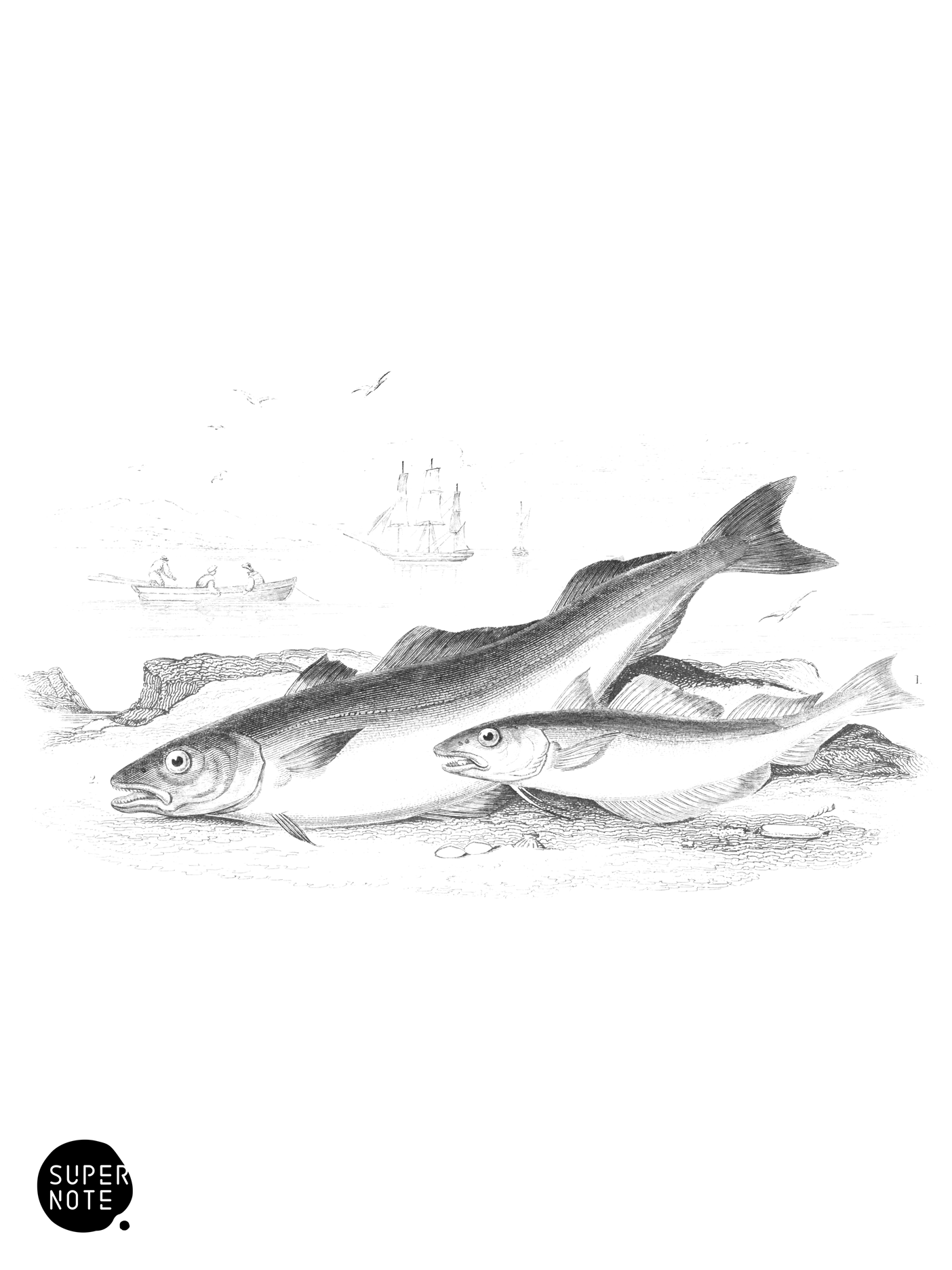 Whiting & Coalfish (vol-39 plate-6).png