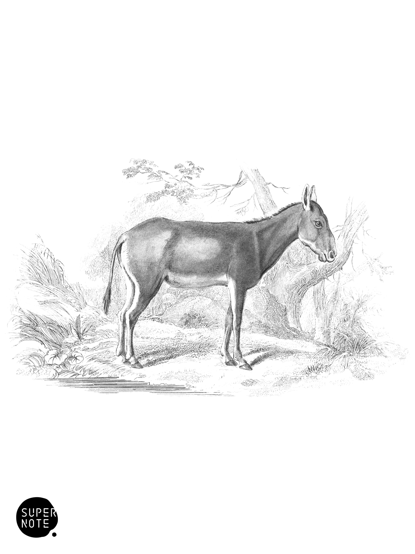 Wild Ass of Persia (vol-31 plate-19).png