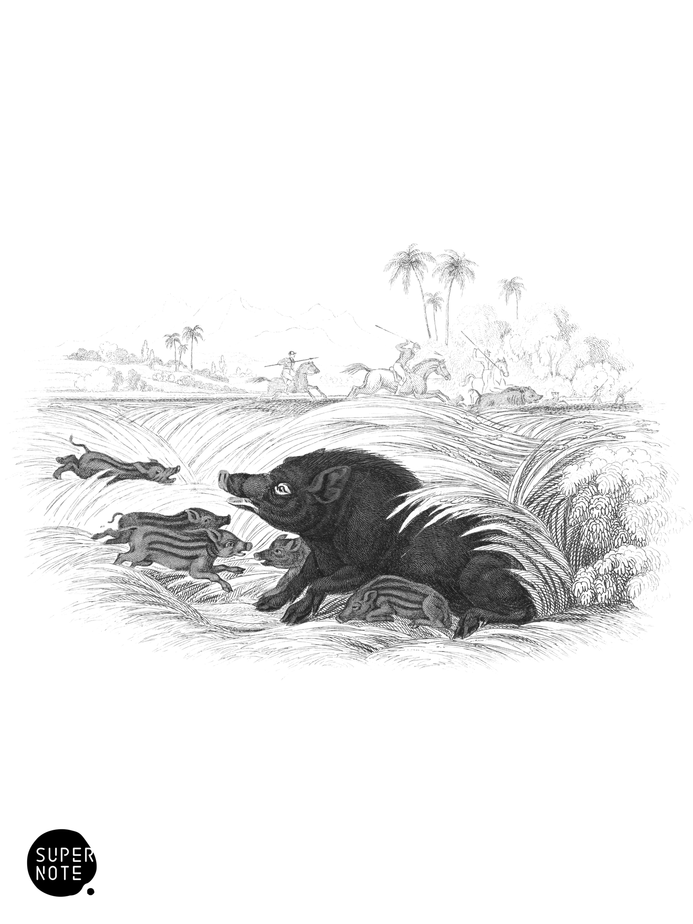 Wild Boar (Female & Young) (vol-13 plate-18).png
